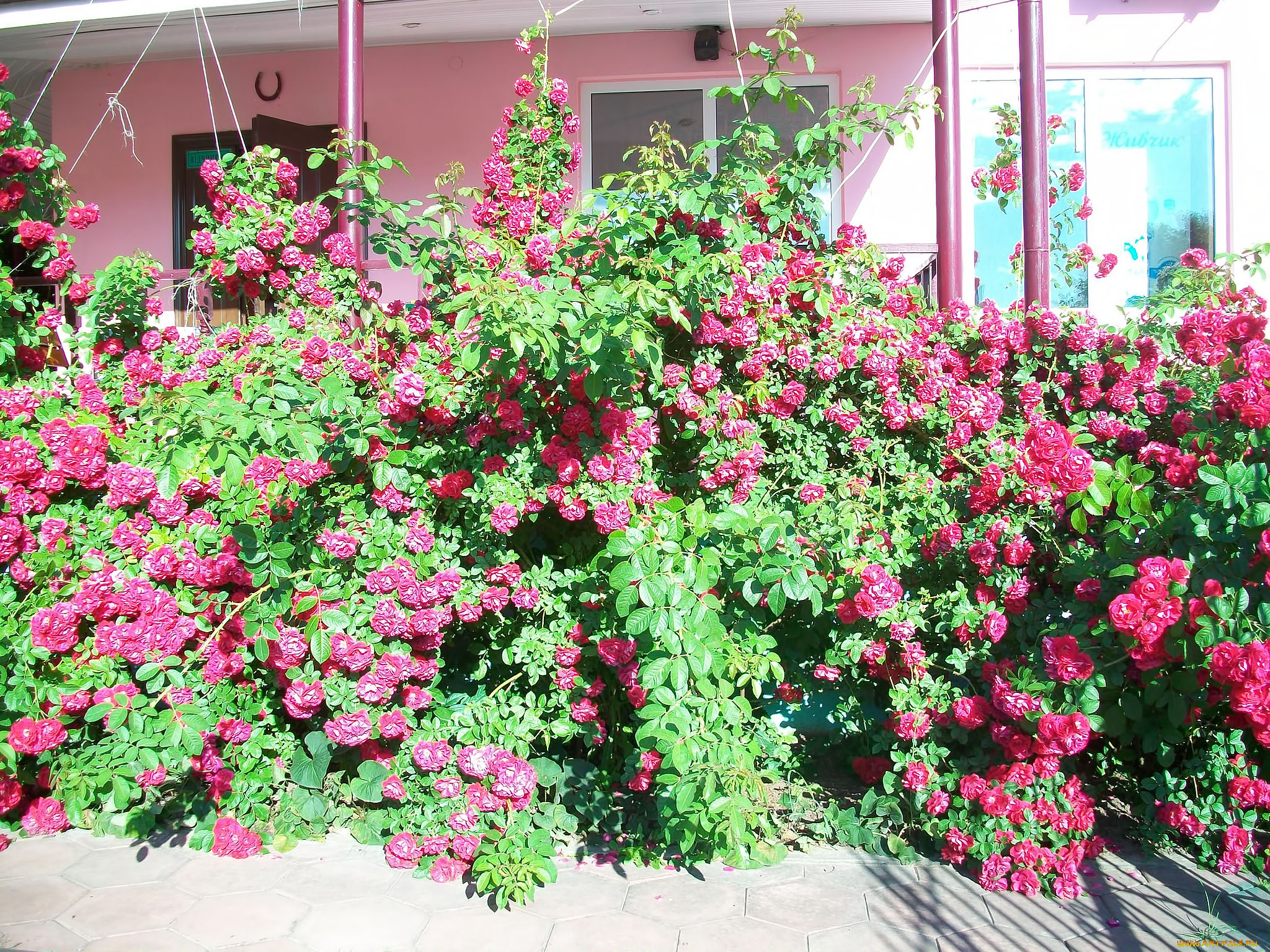 цветы, розы