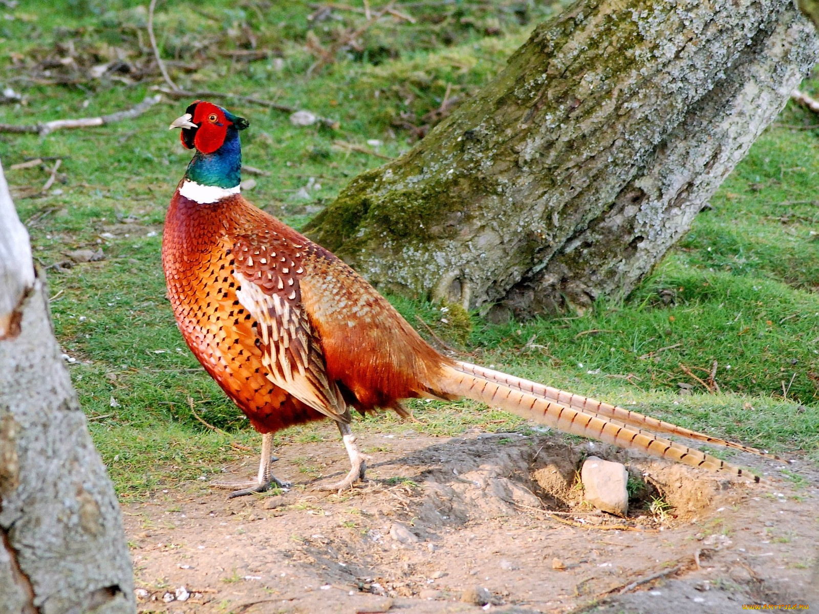 фазан, животные, глухари, тетерева, фазаны, хвост, яркий