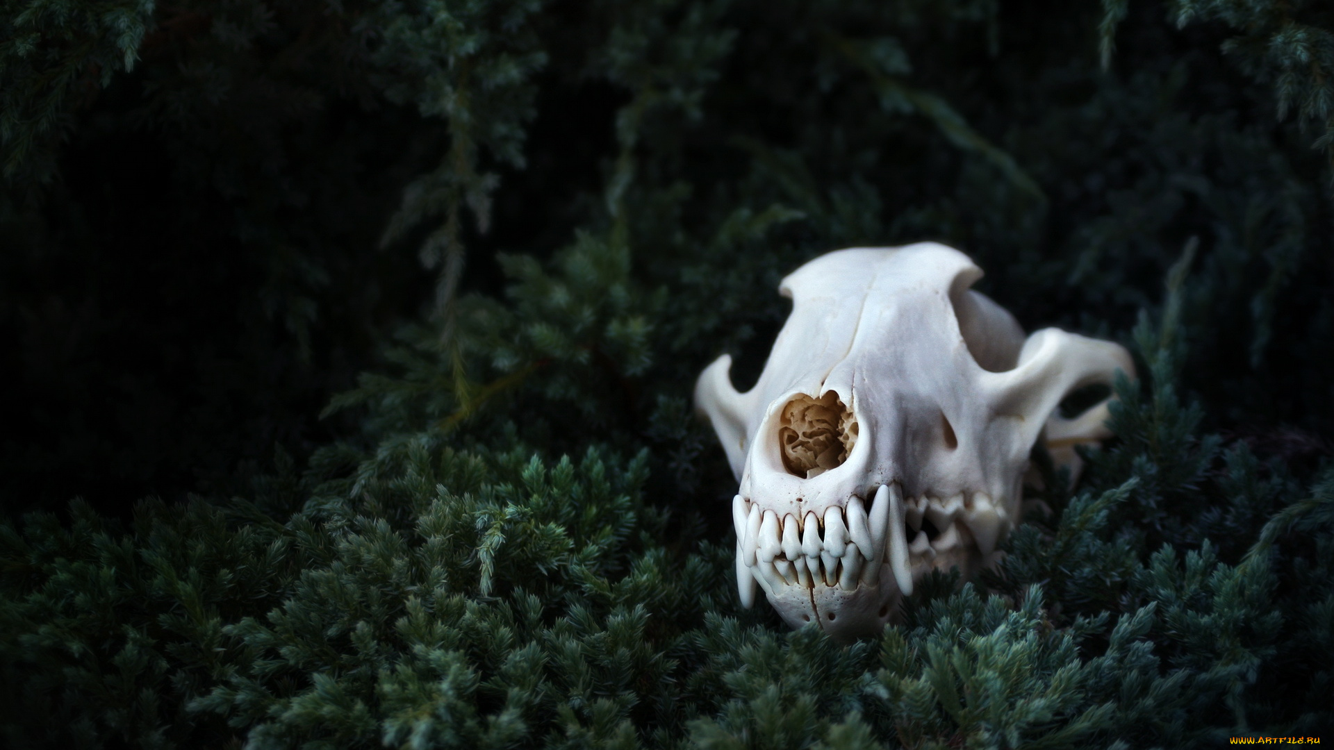 3д, графика, horror, ужас, трава, череп