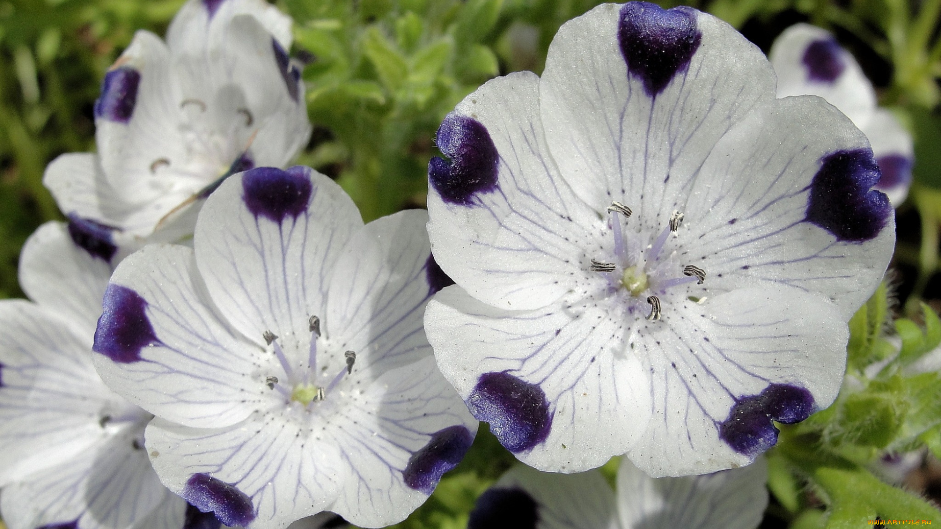 цветы, немофилы, вероники, пятна, белый
