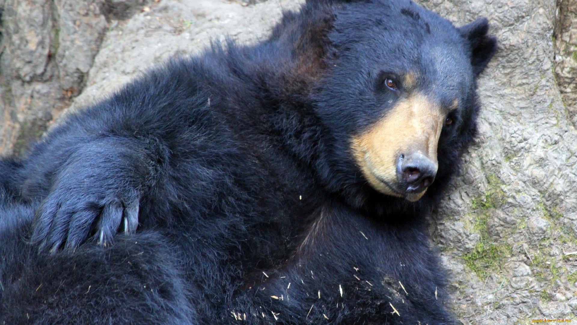 животные, медведи, черный, большой, отдых