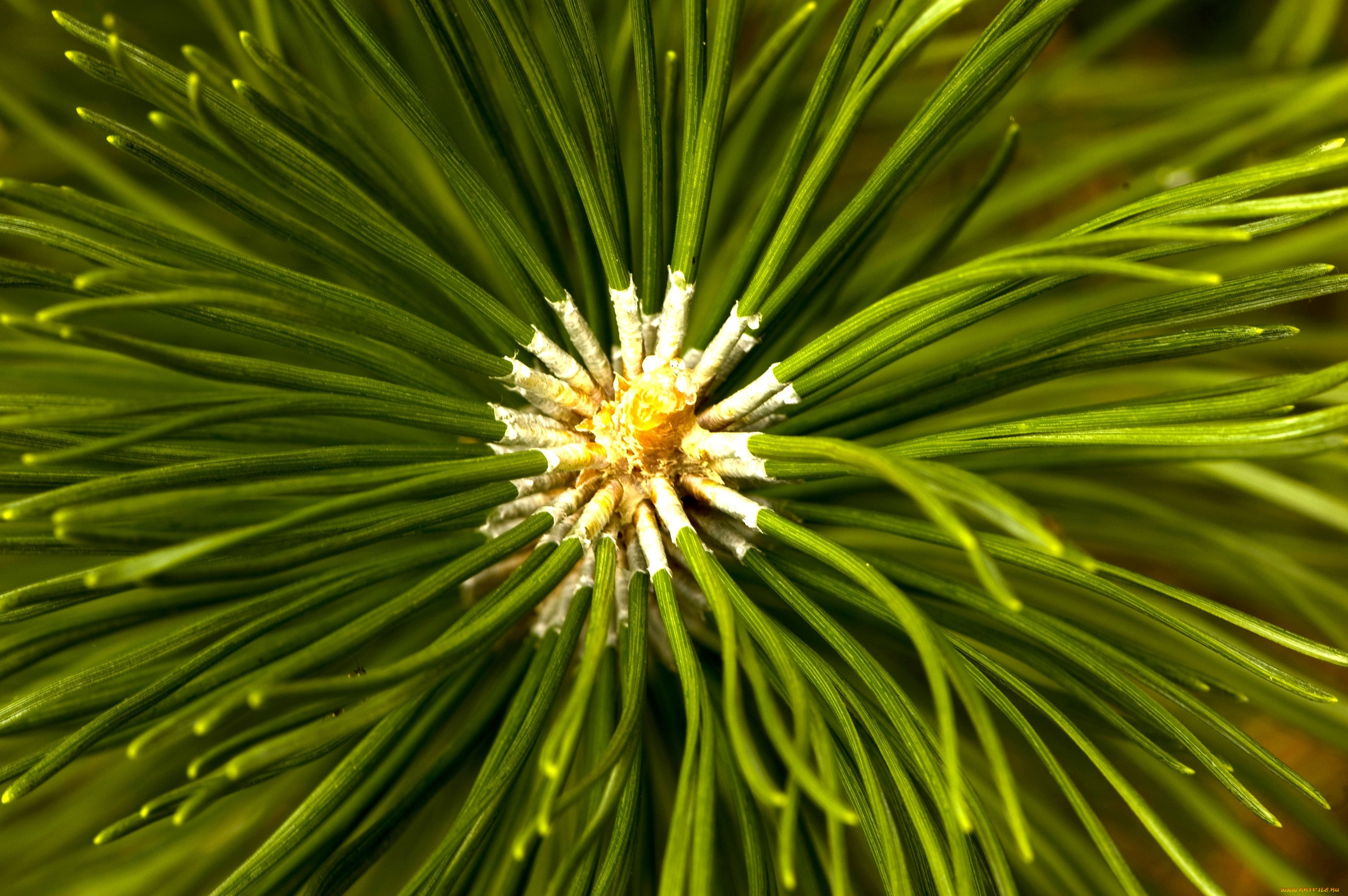 природа, макро, хвоя, зеленый, сосна