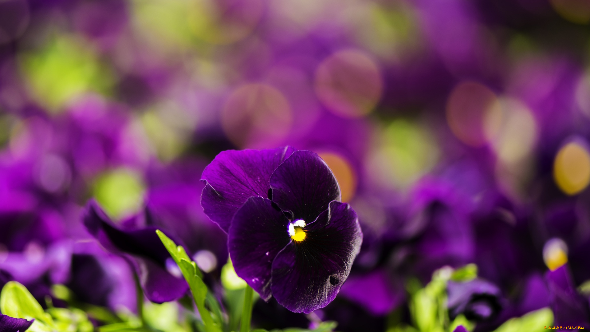 цветы, анютины, глазки, садовые, фиалки, бархатный
