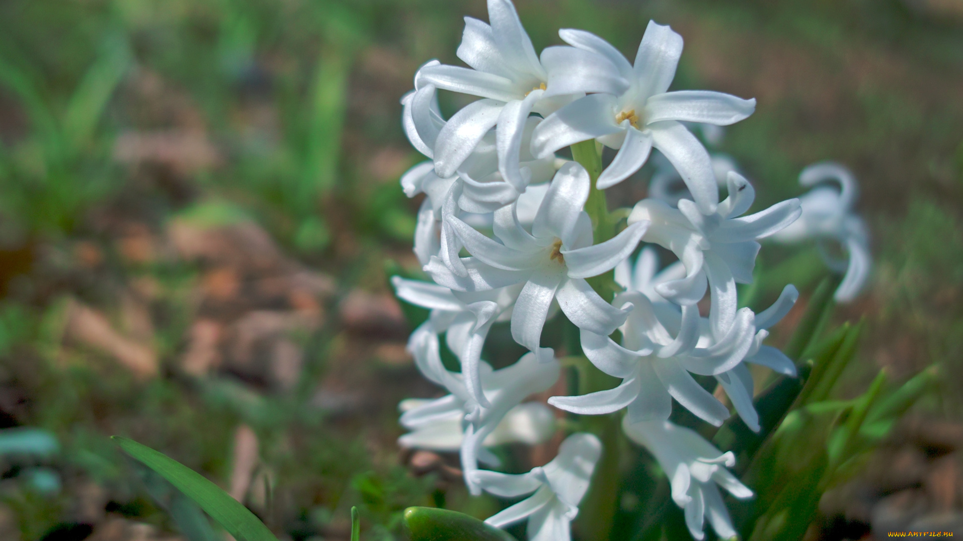 цветы, гиацинты, белый, нежность