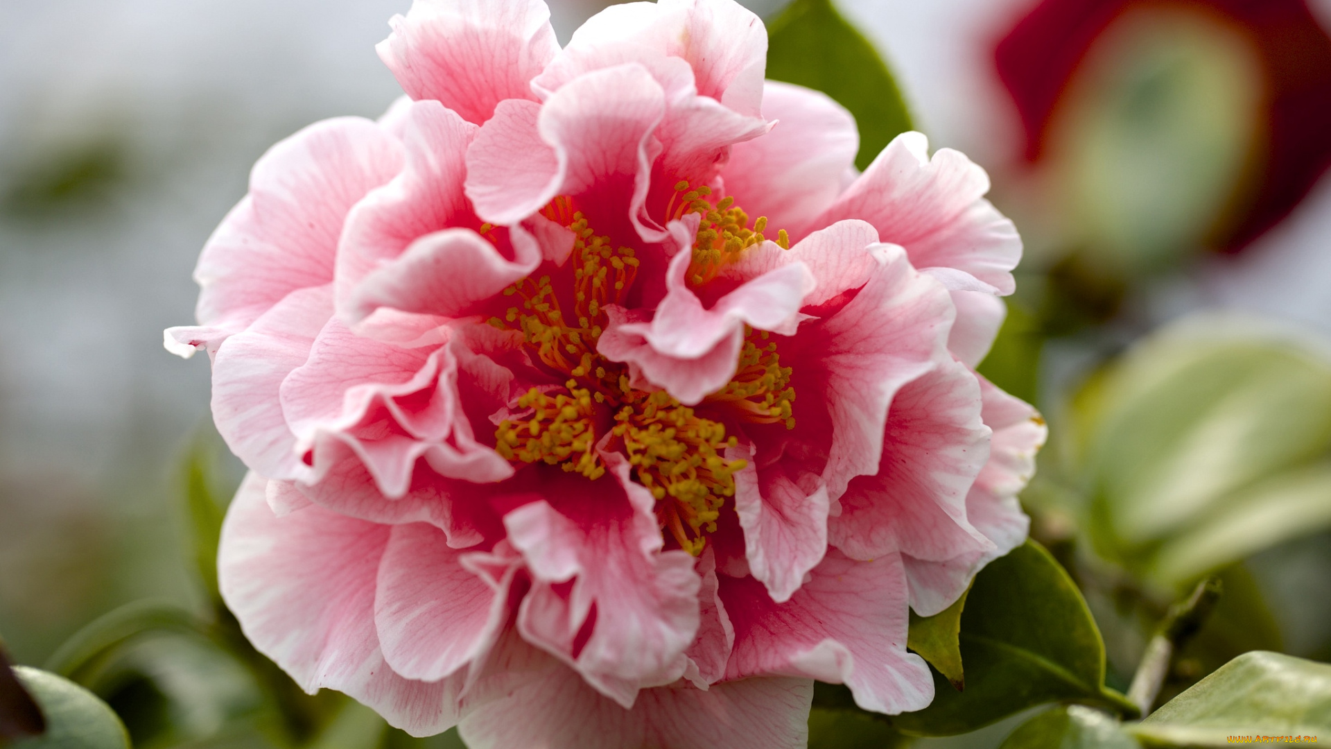 цветы, камелии, розовый