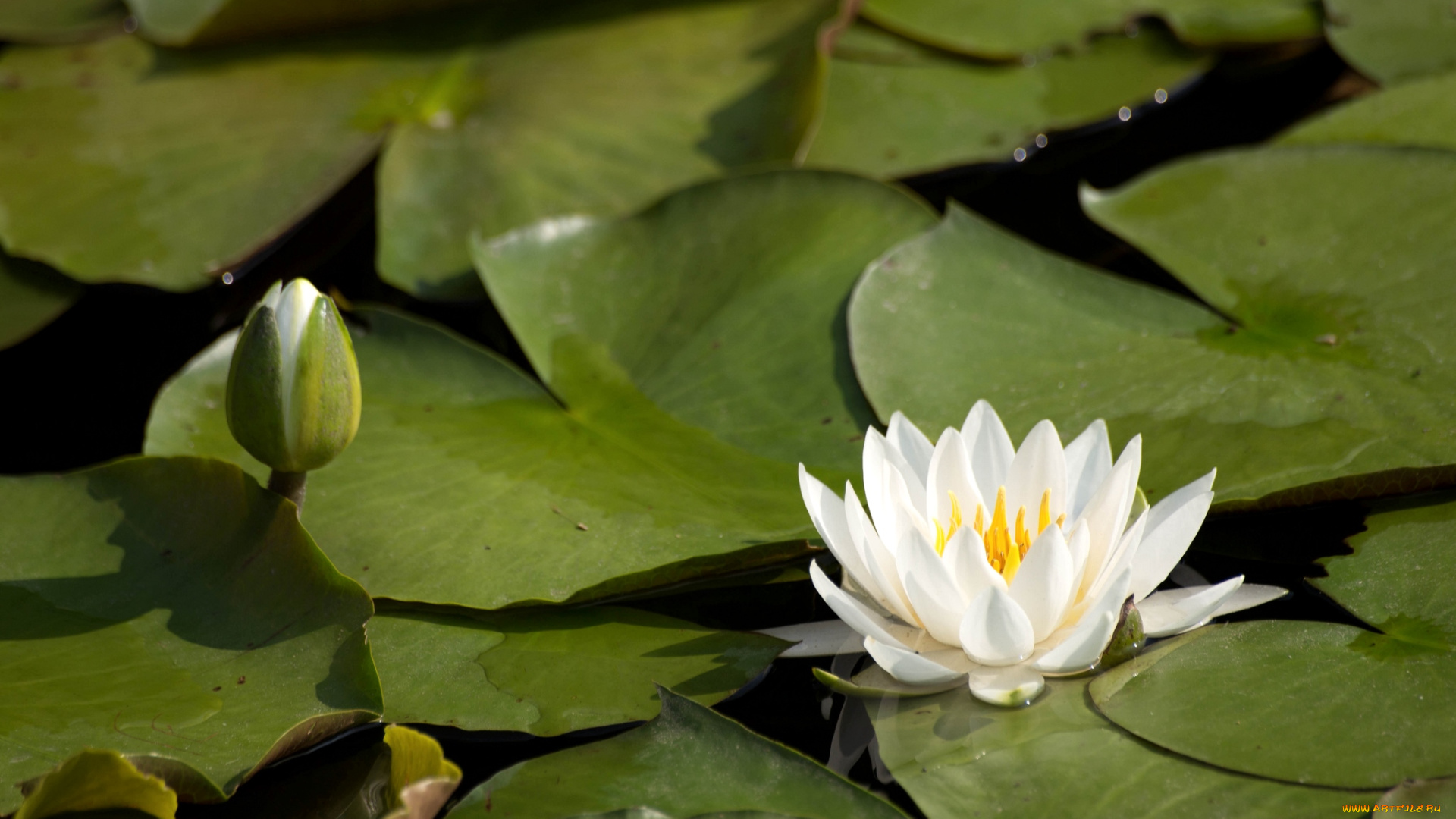 цветы, лилии, водяные, нимфеи, кувшинки, белая, листья, бутон, вода