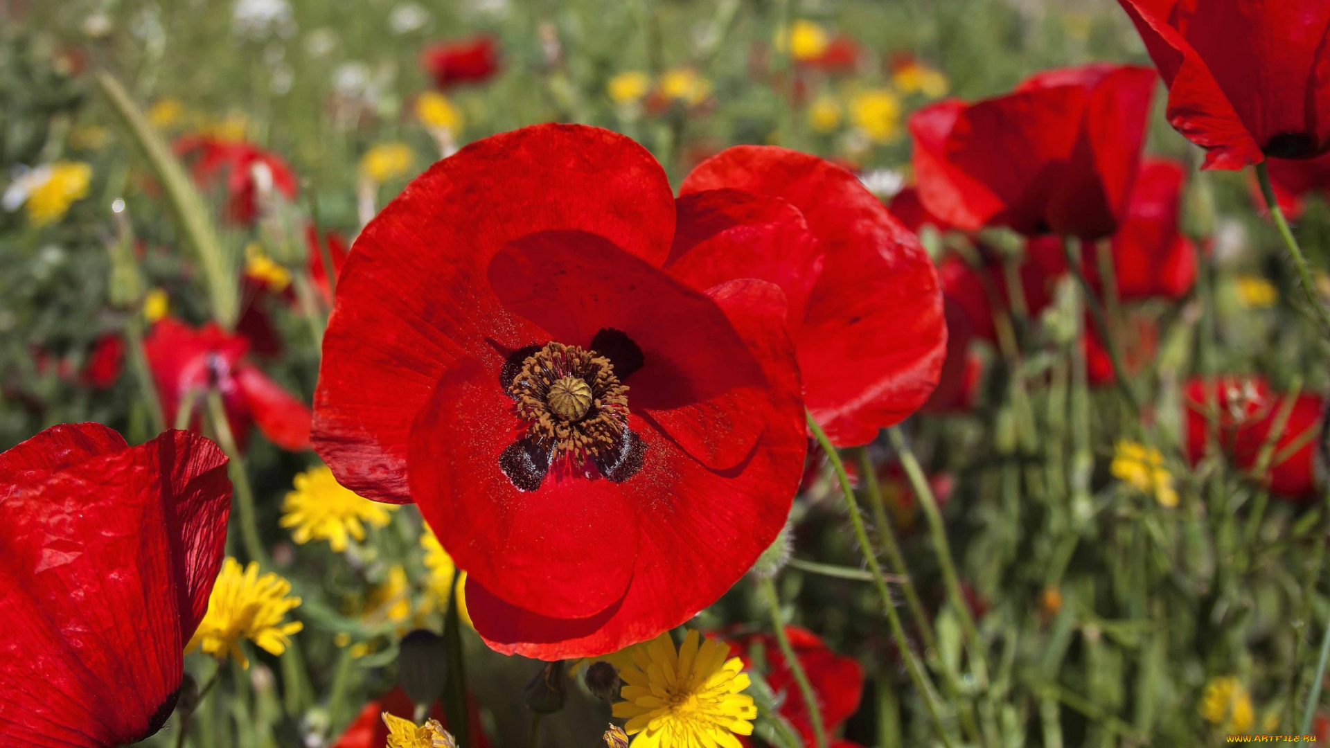 цветы, луговые, полевые, луг, маки