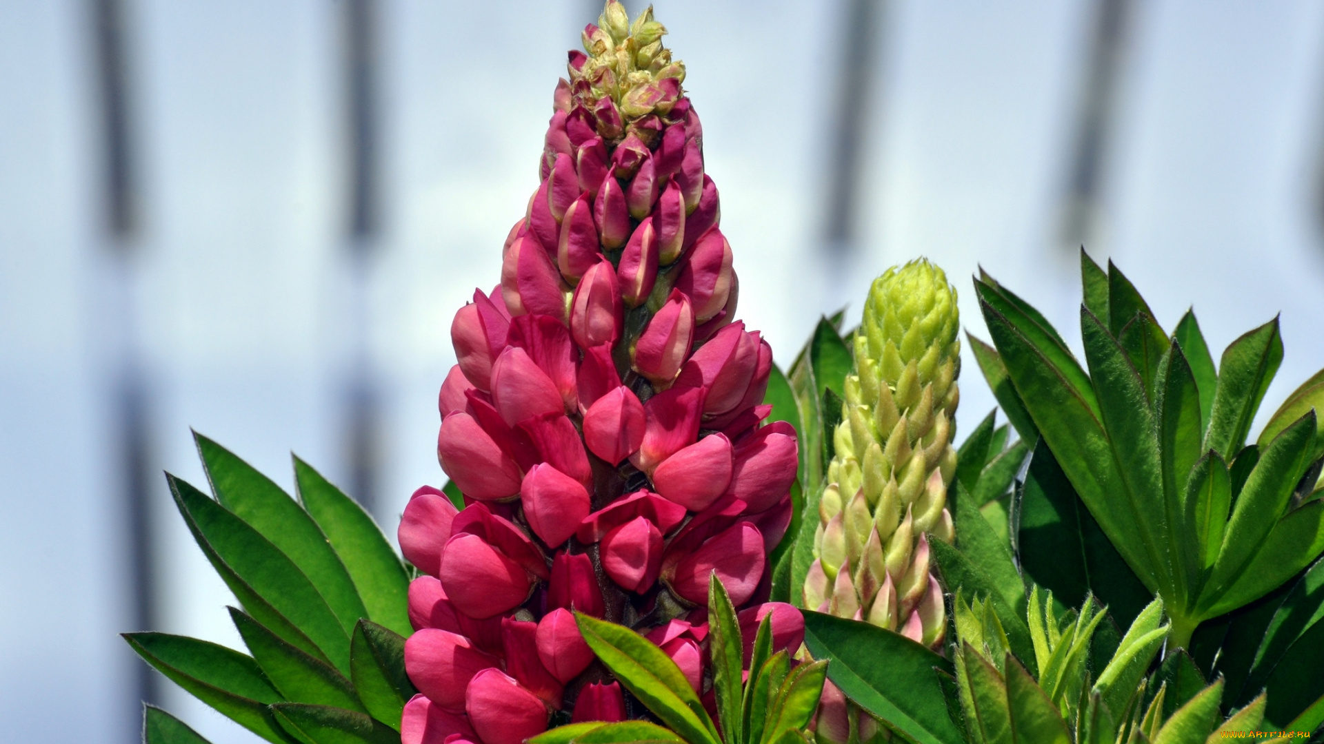 цветы, люпин, розовый