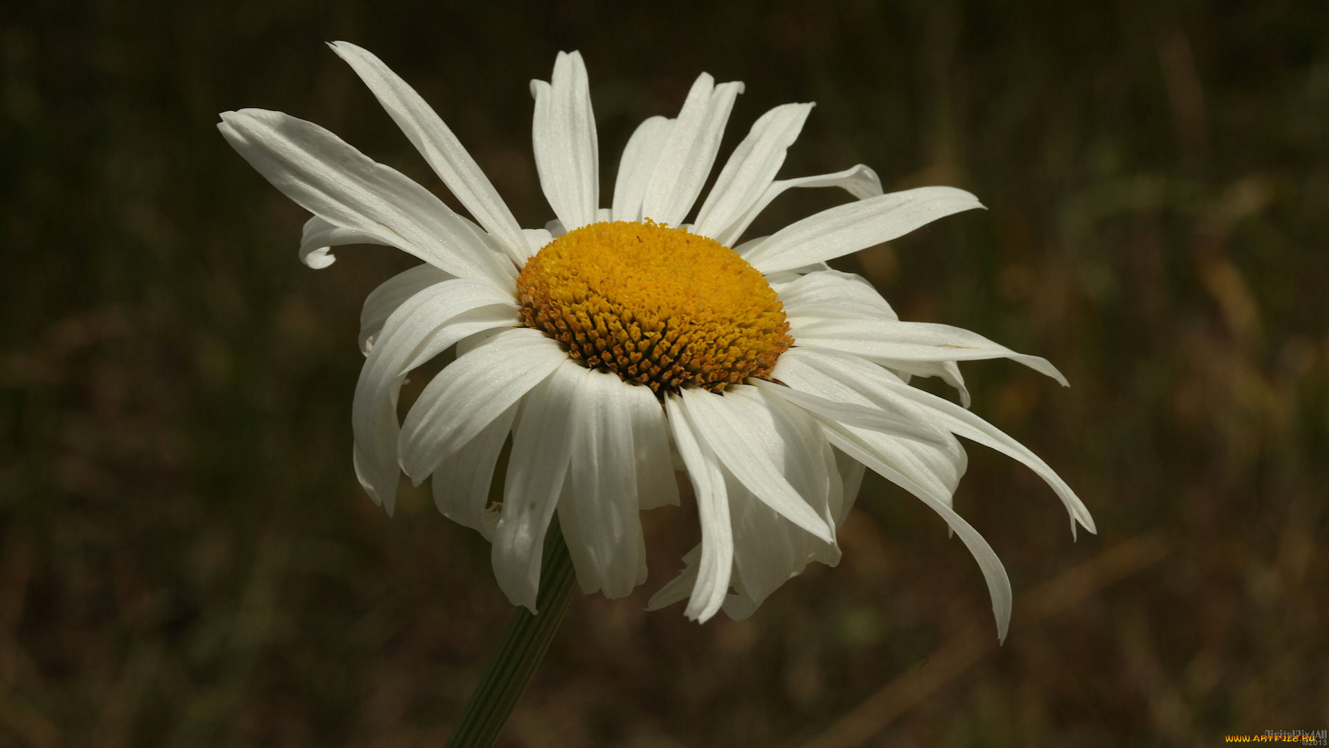 цветы, ромашки, лепестки
