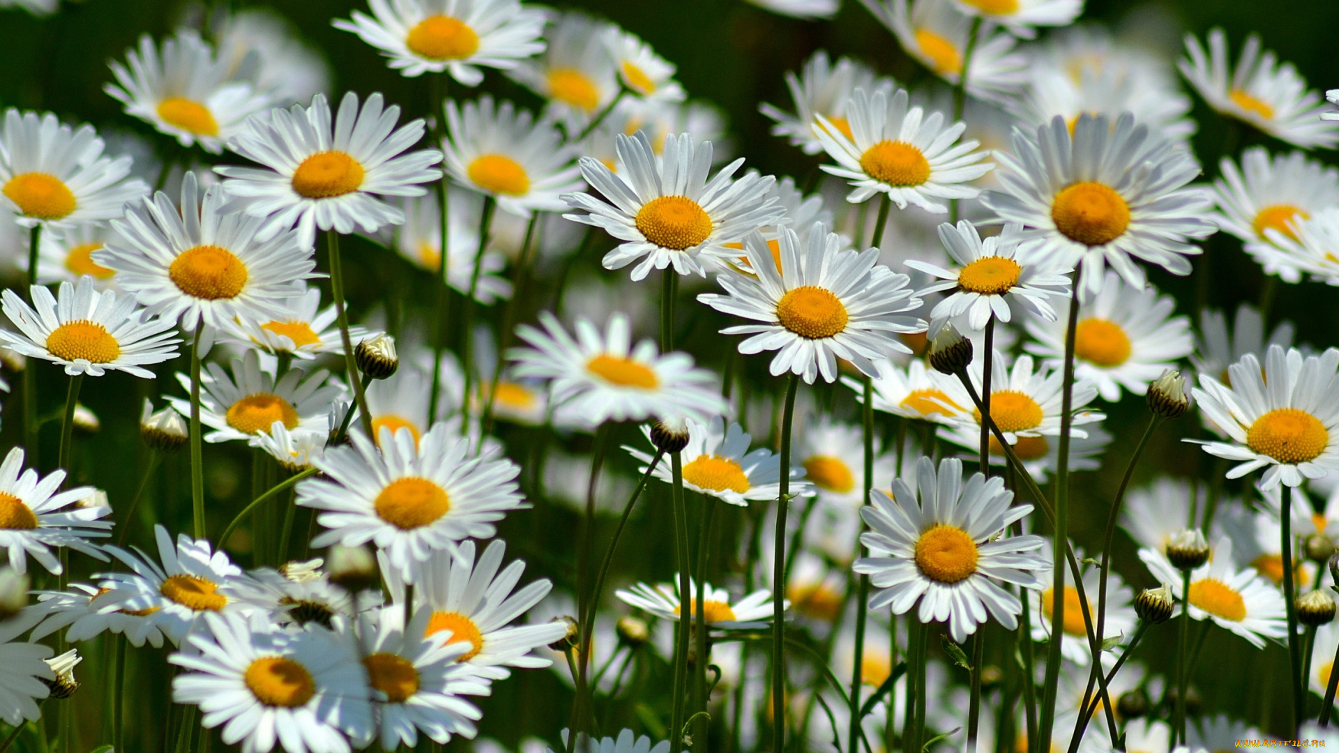 цветы, ромашки, много, лепестки
