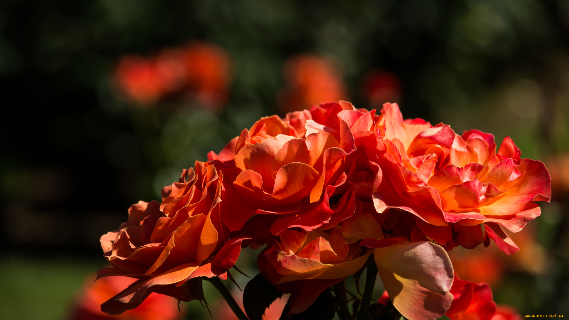 цветы, розы, лепестки