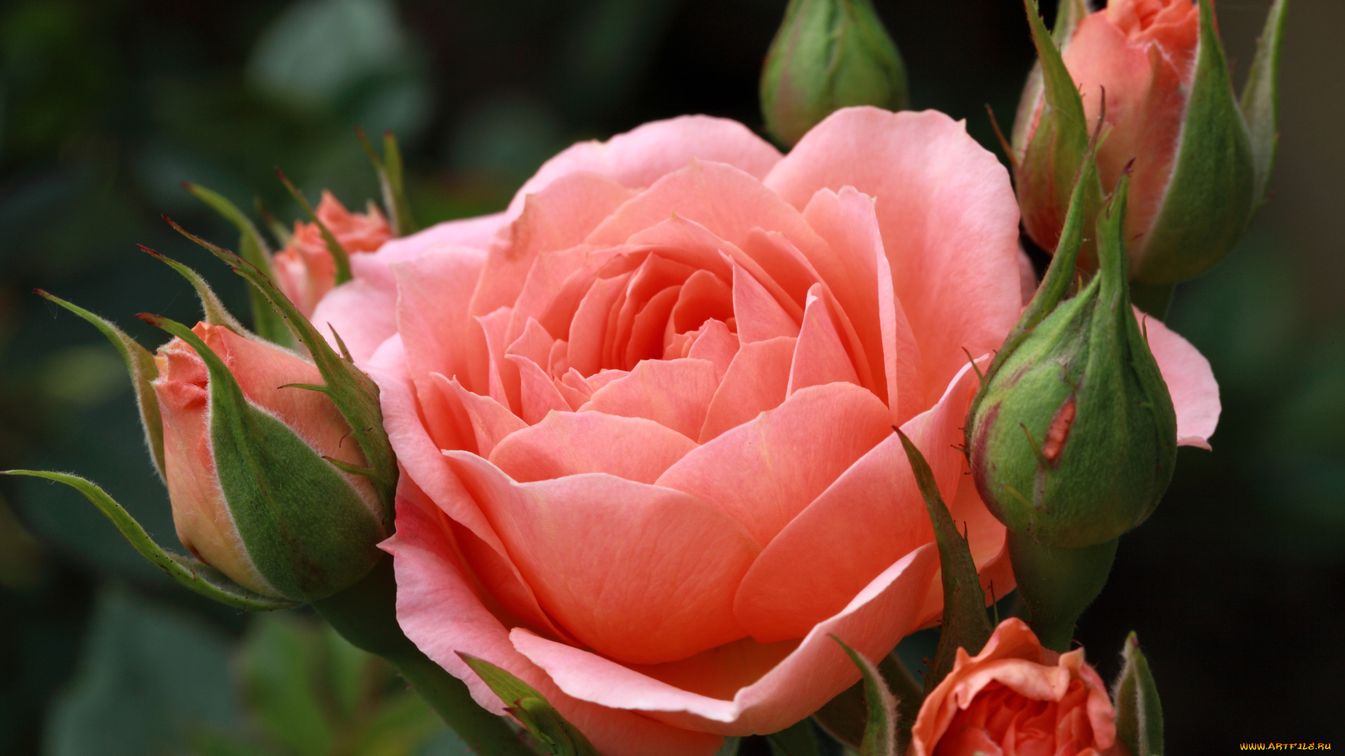 цветы, розы, лепестки, бутоны