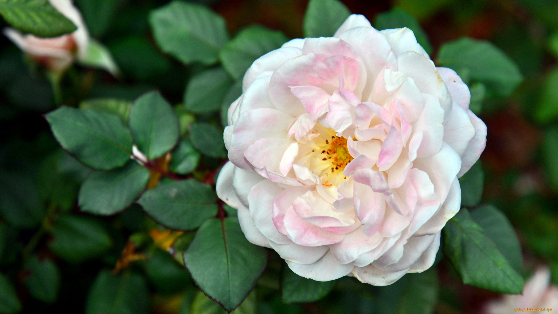 цветы, розы, розовый