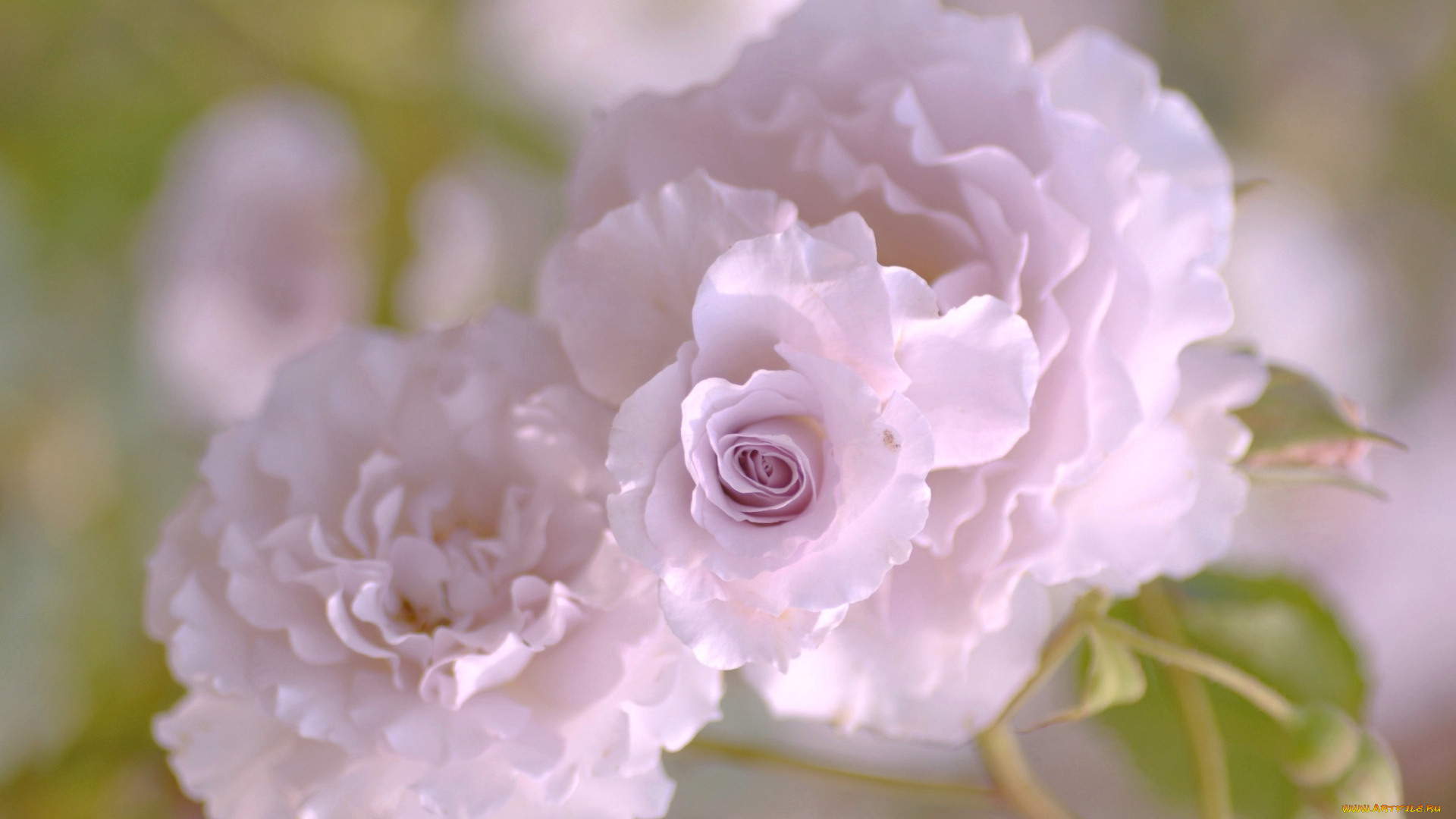 цветы, розы, розовый