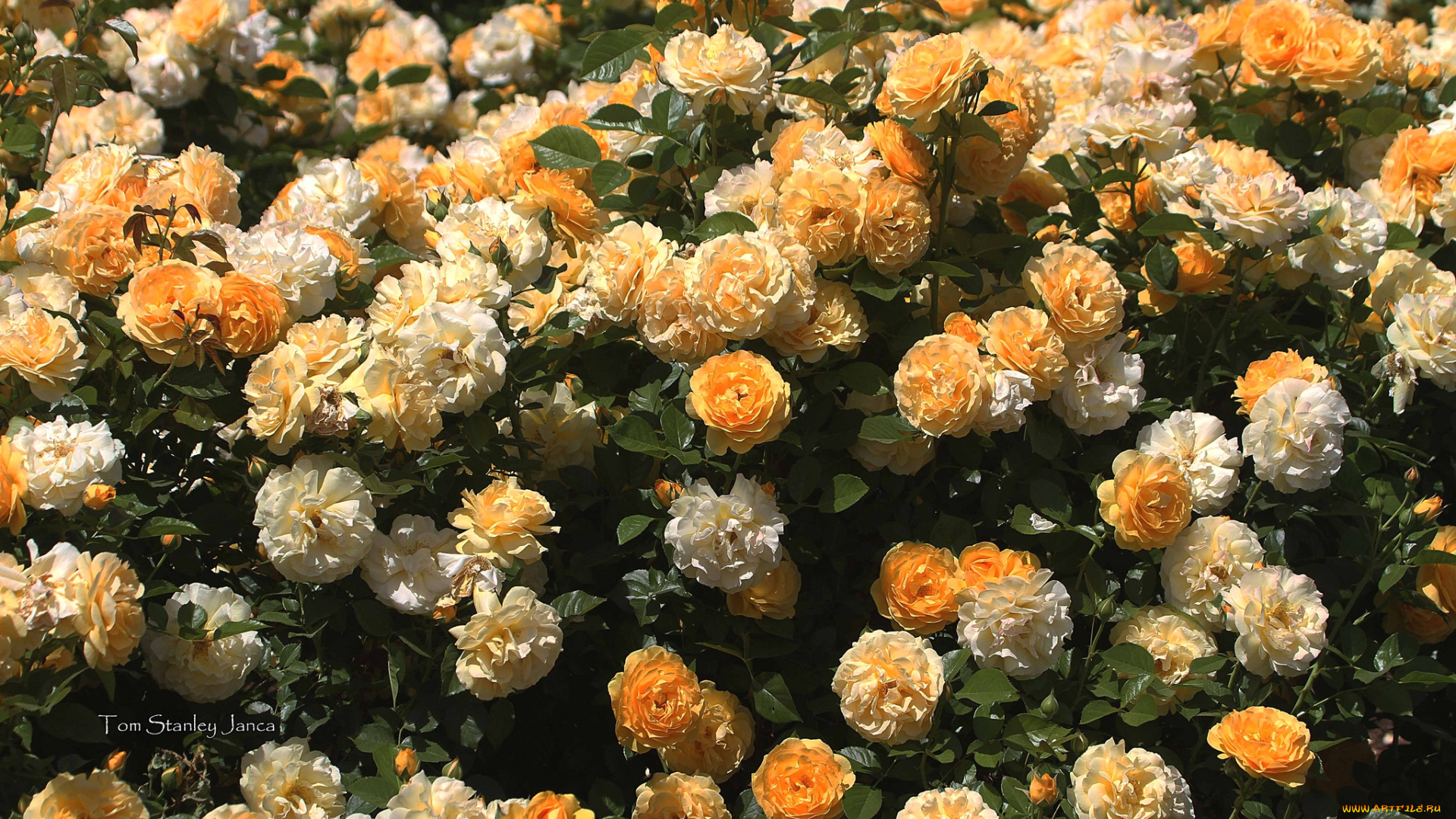 цветы, розы, желтый, много, куст