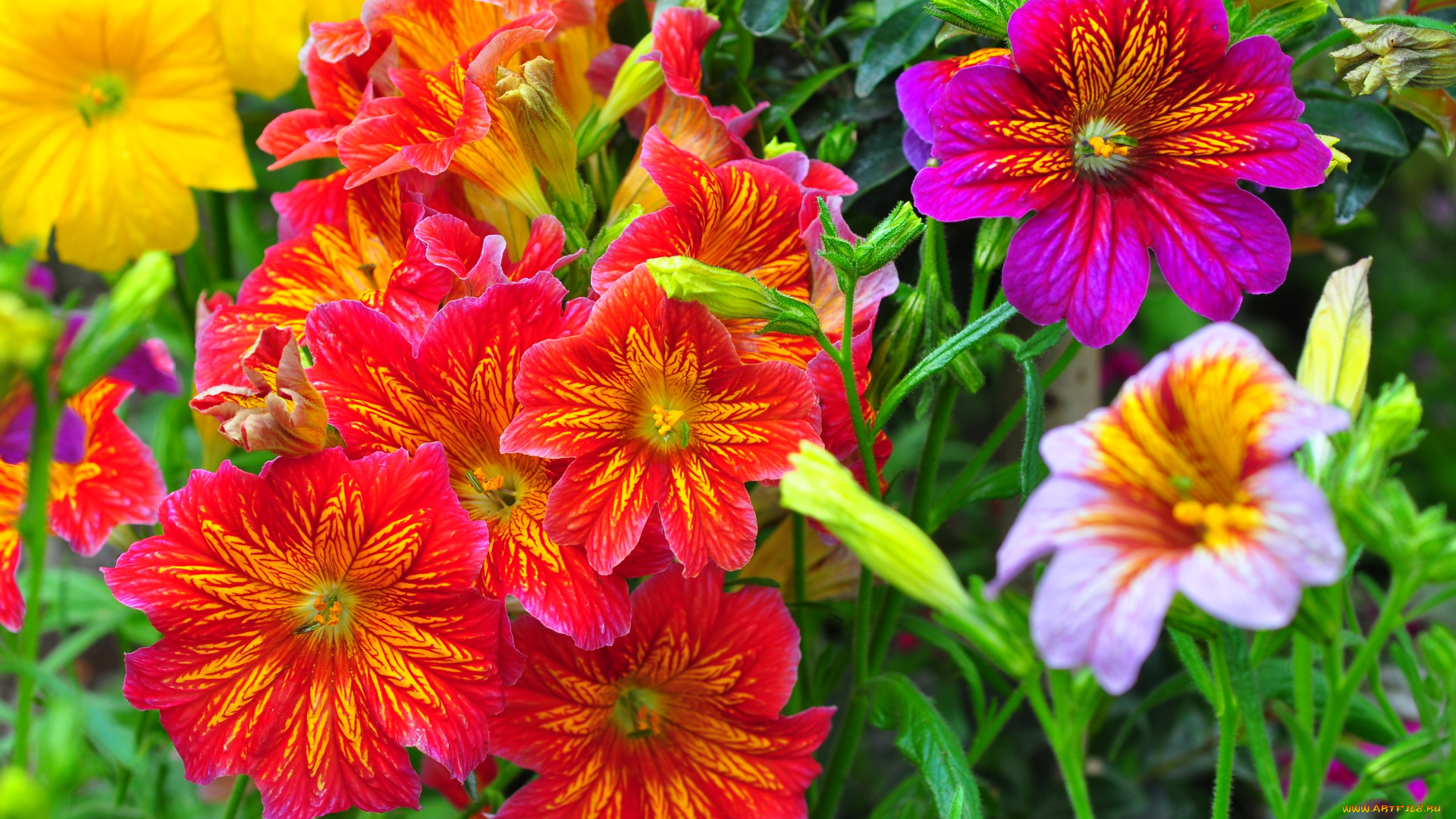 цветы, сальпиглоссис, яркий