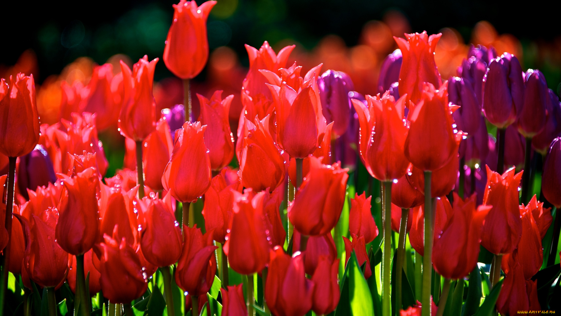 цветы, тюльпаны, красный, много