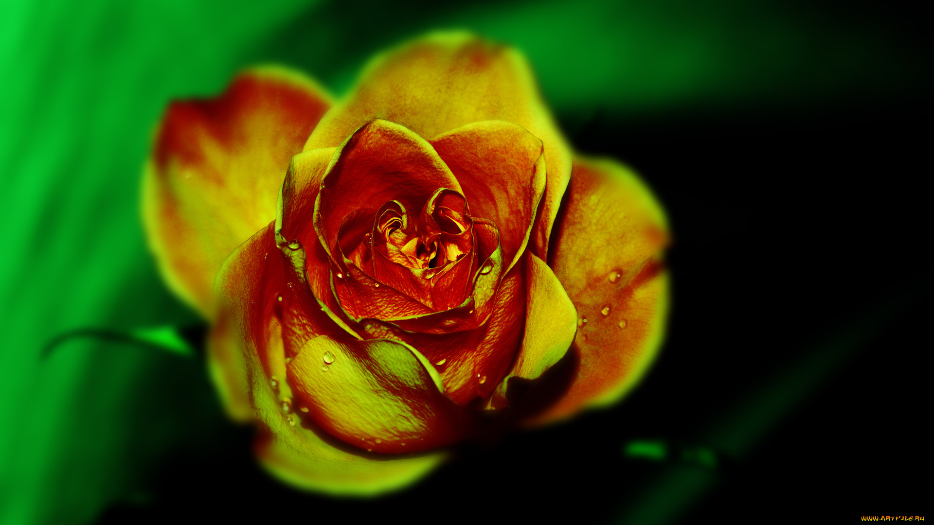 креатив, цветы, розы, красиво, роза