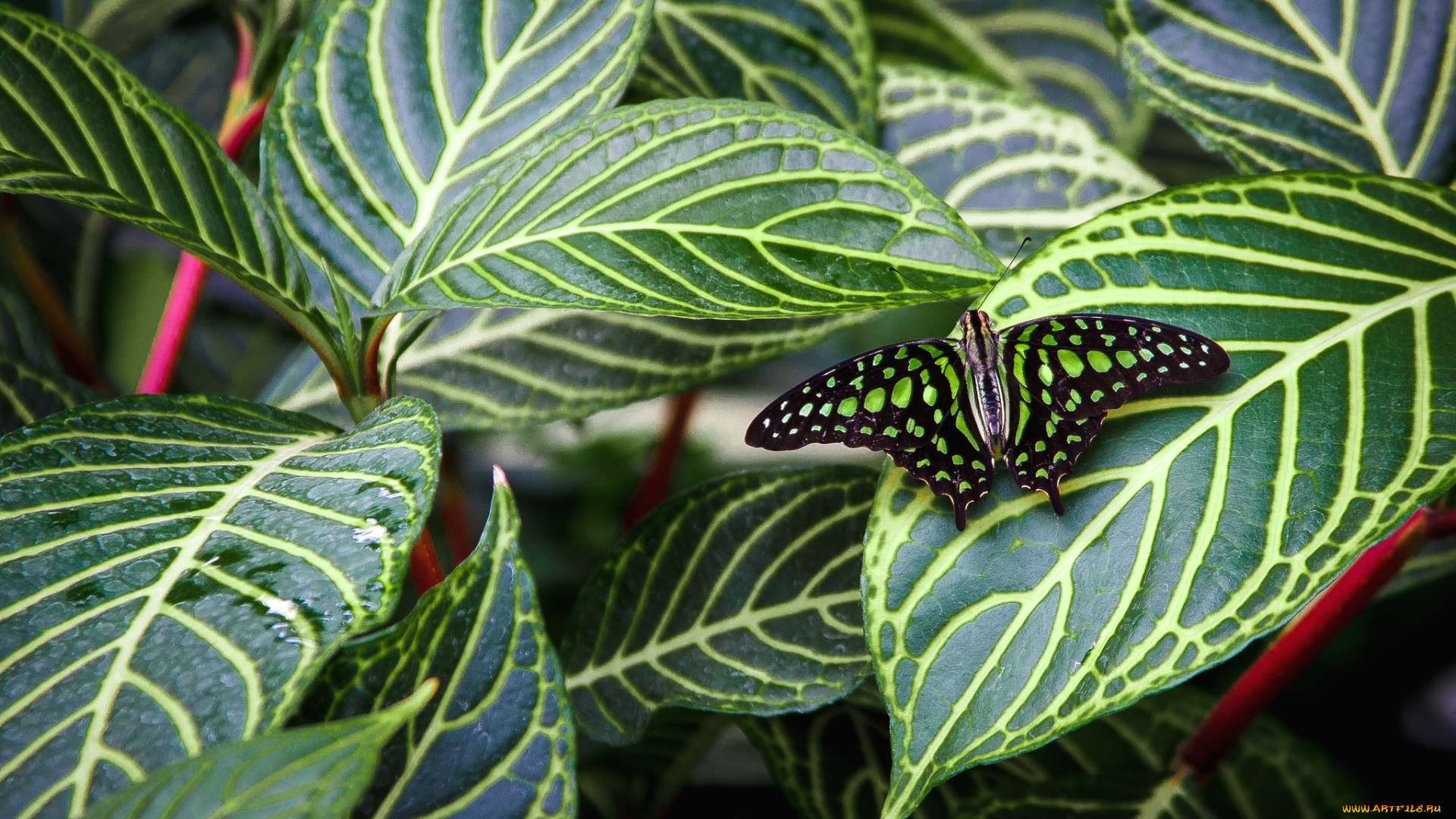 животные, бабочки, листья, маскировка, крылья