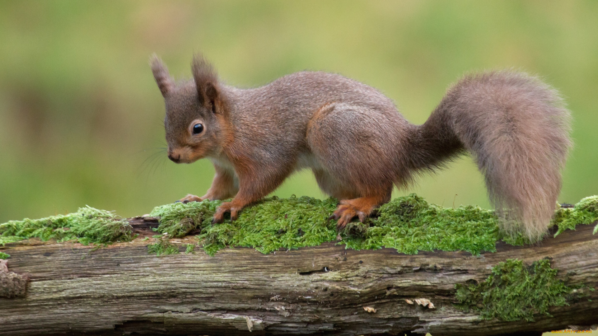 животные, белки, хвостик, зверек