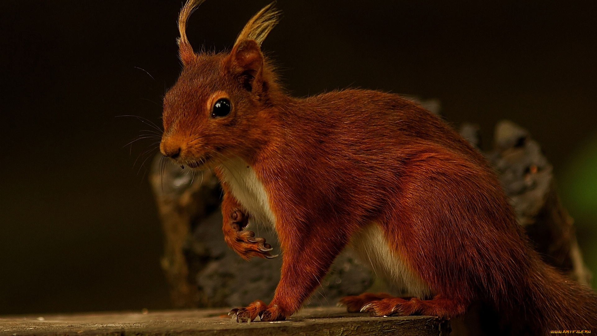 животные, белки, рыжая, красавица