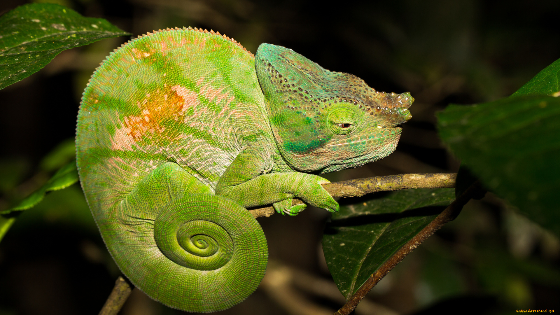 животные, хамелеоны, зеленый
