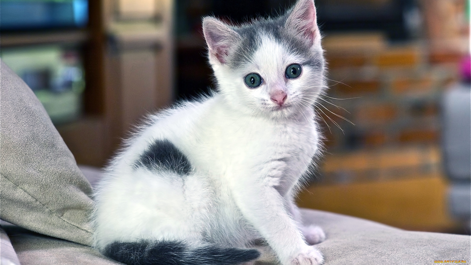 животные, коты, котейка