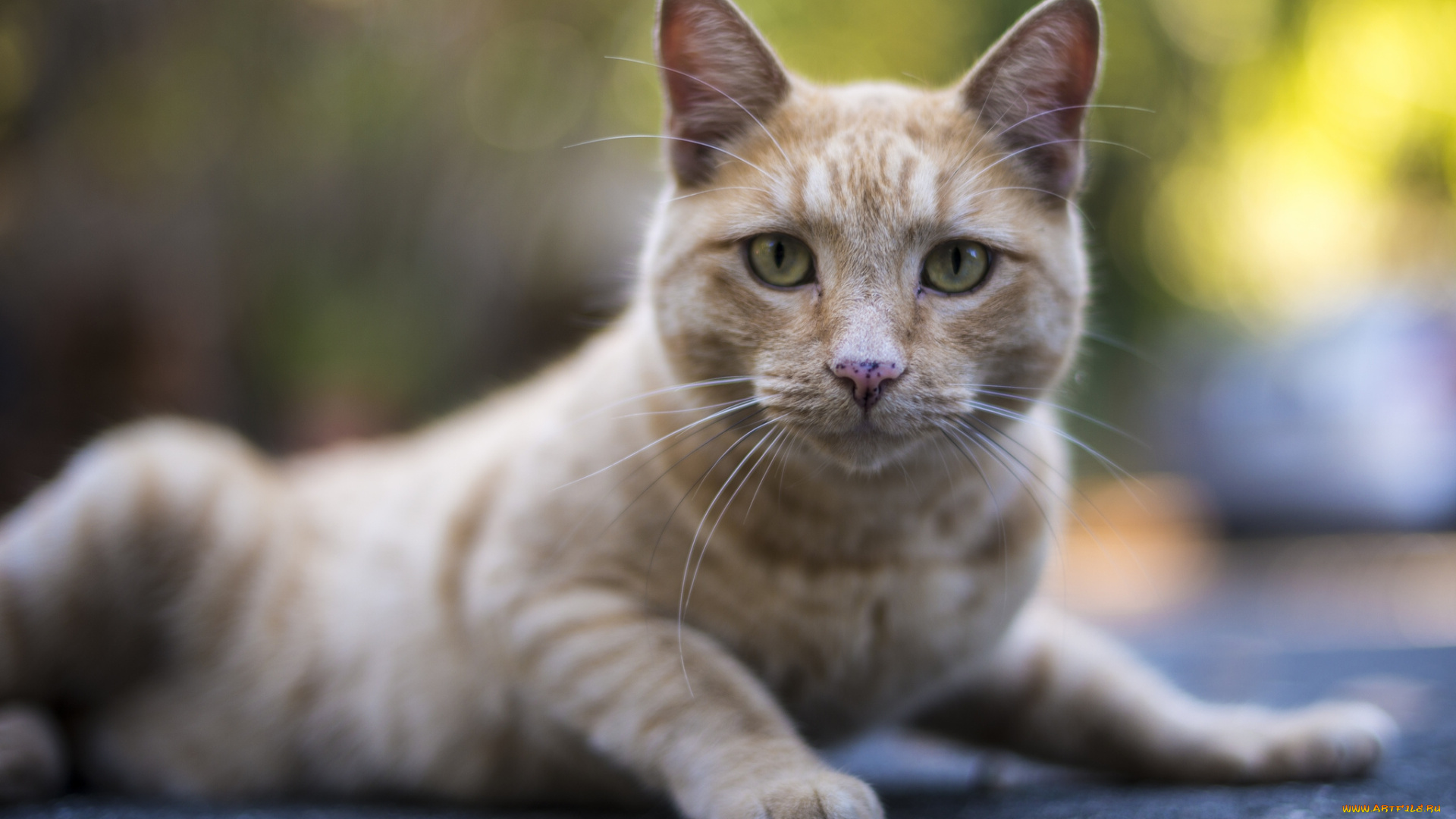 животные, коты, взгляд