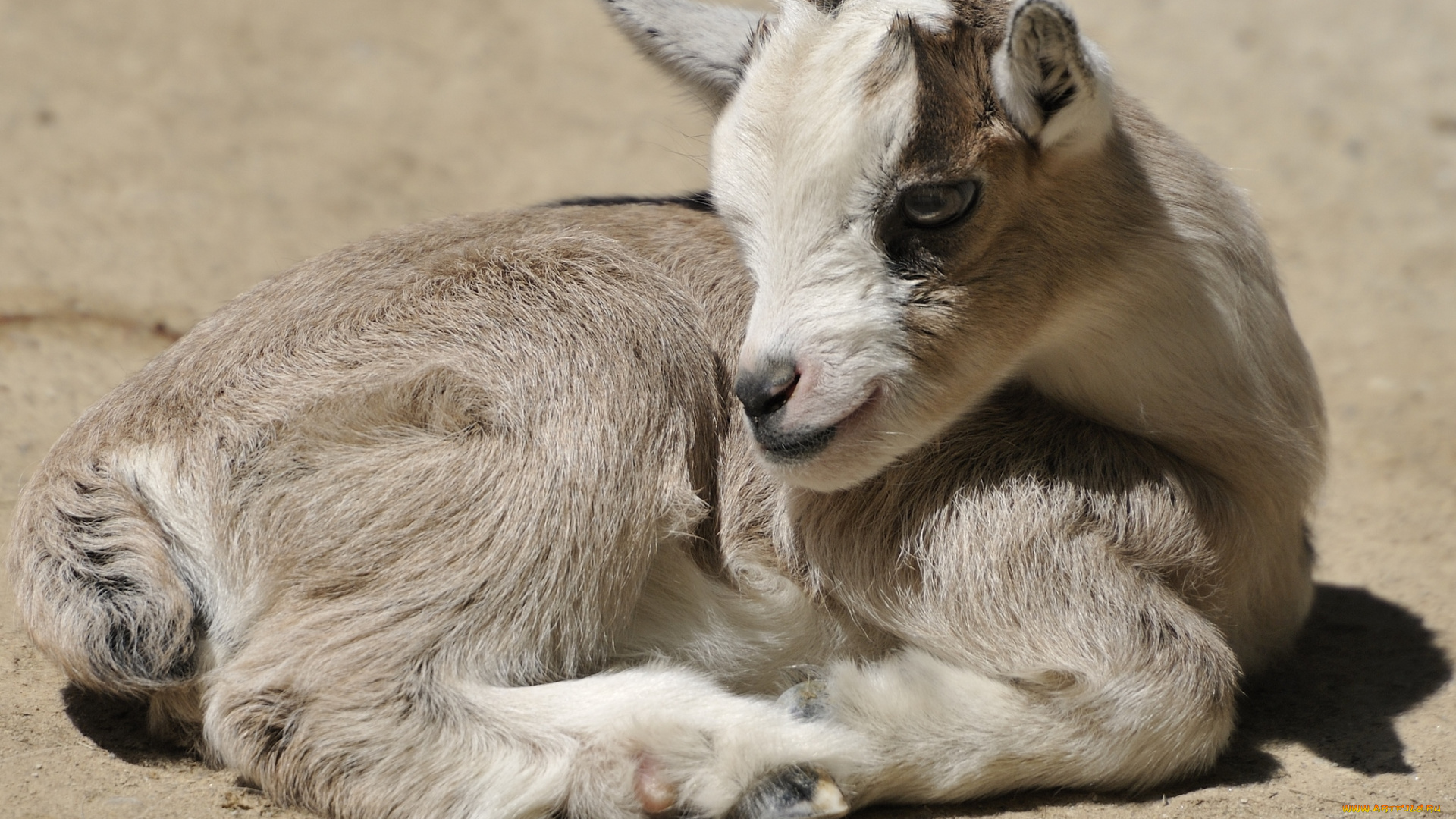 животные, козы, малыш, козленок