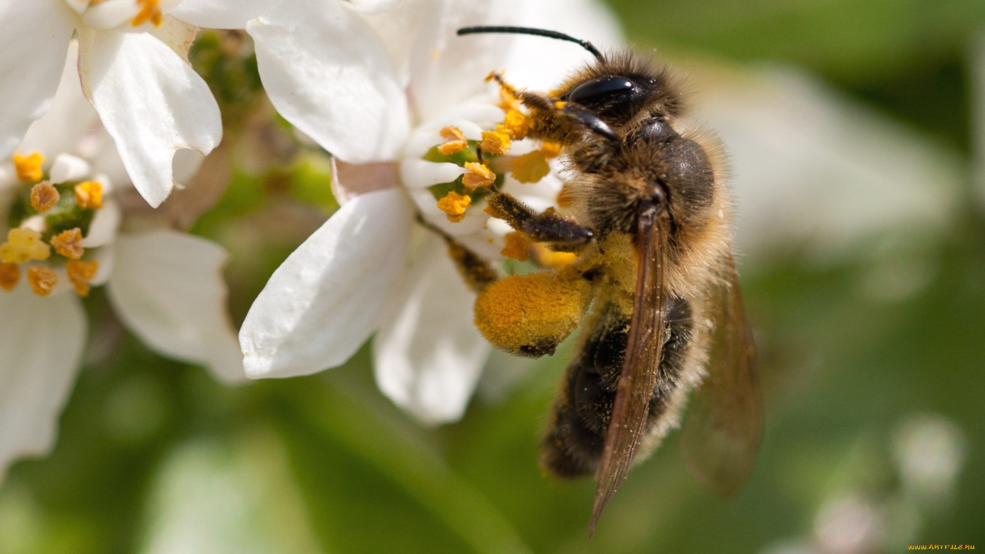 животные, пчелы, осы, шмели, цветы, пчела, работа
