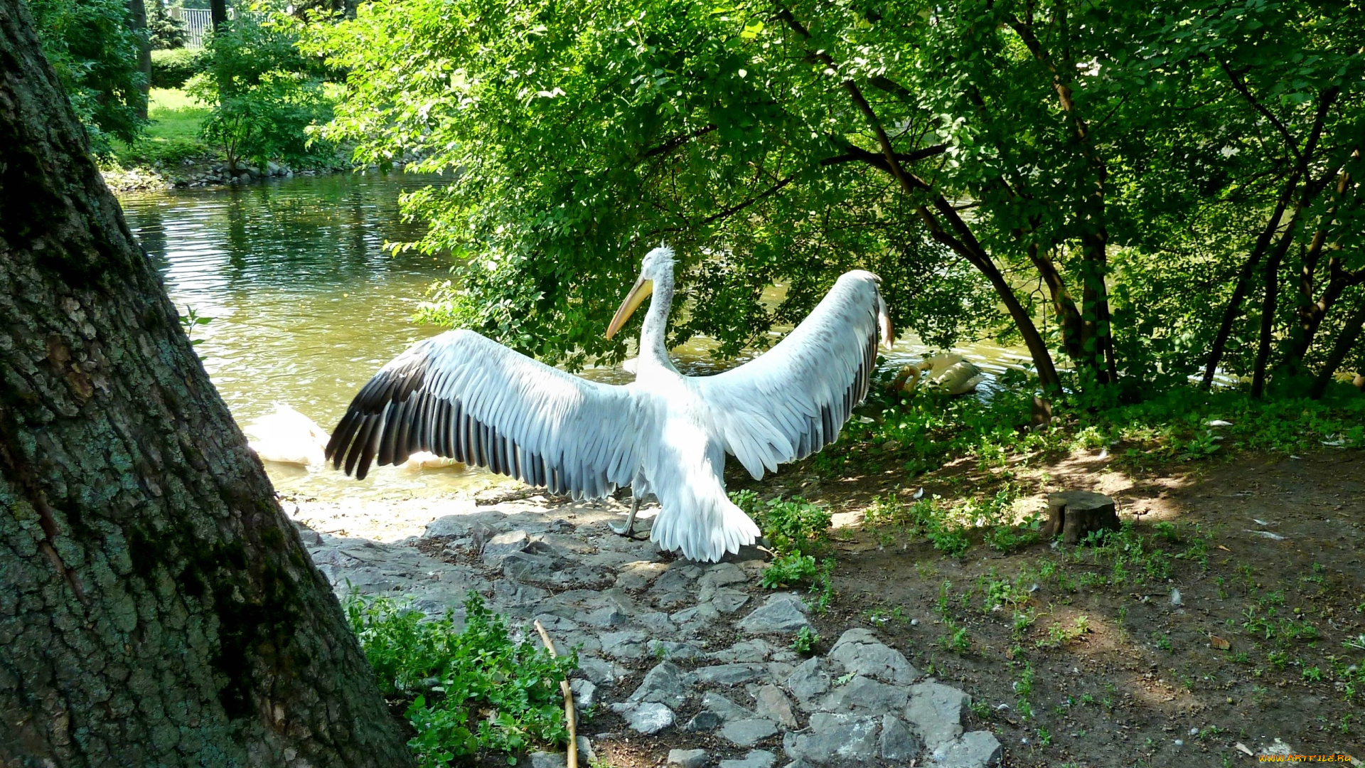 животные, пеликаны, пеликан, озеро