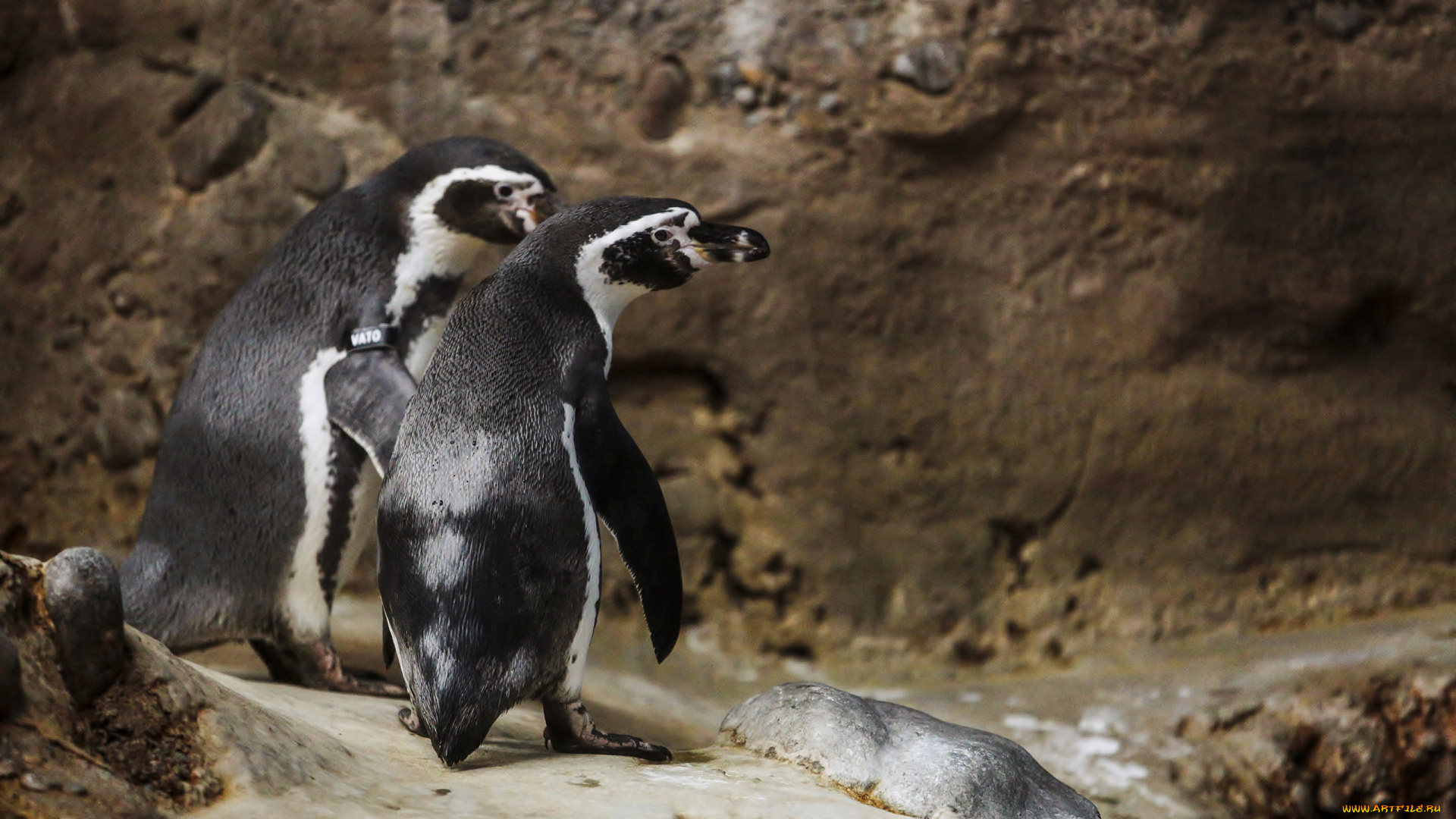 животные, пингвины, клюв