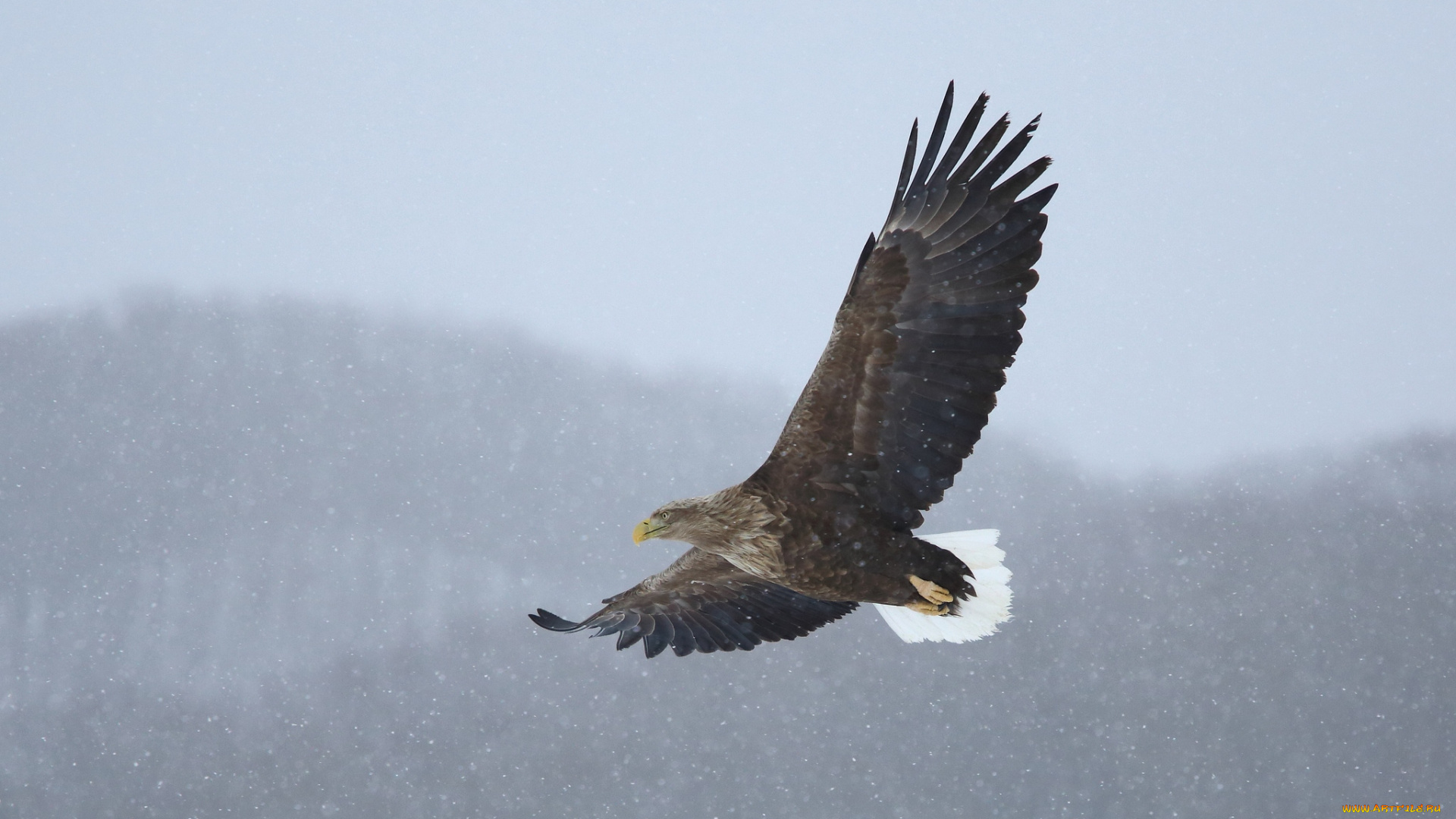 животные, птицы, хищники, полет