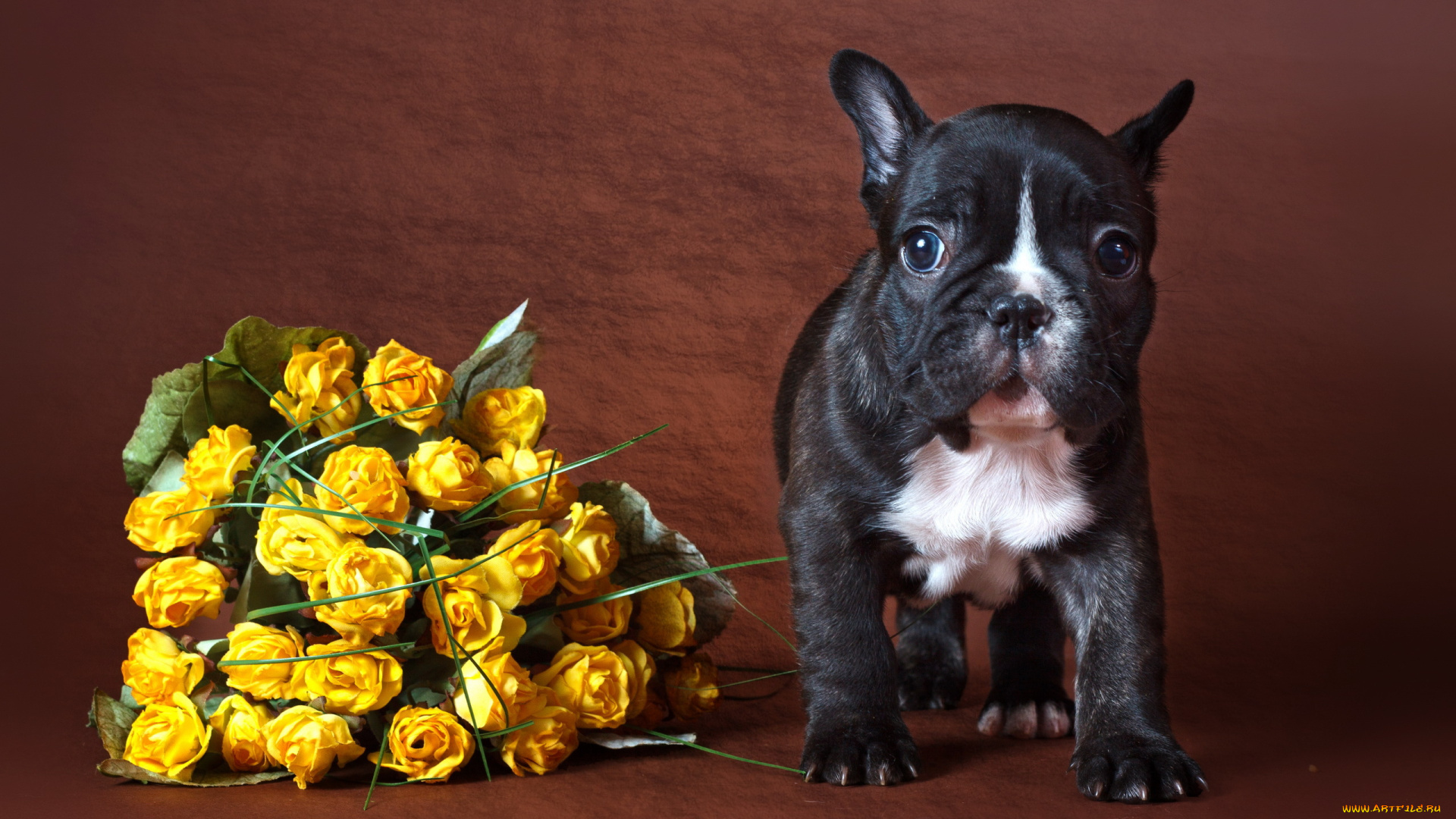 животные, собаки, фон, цветы, собака