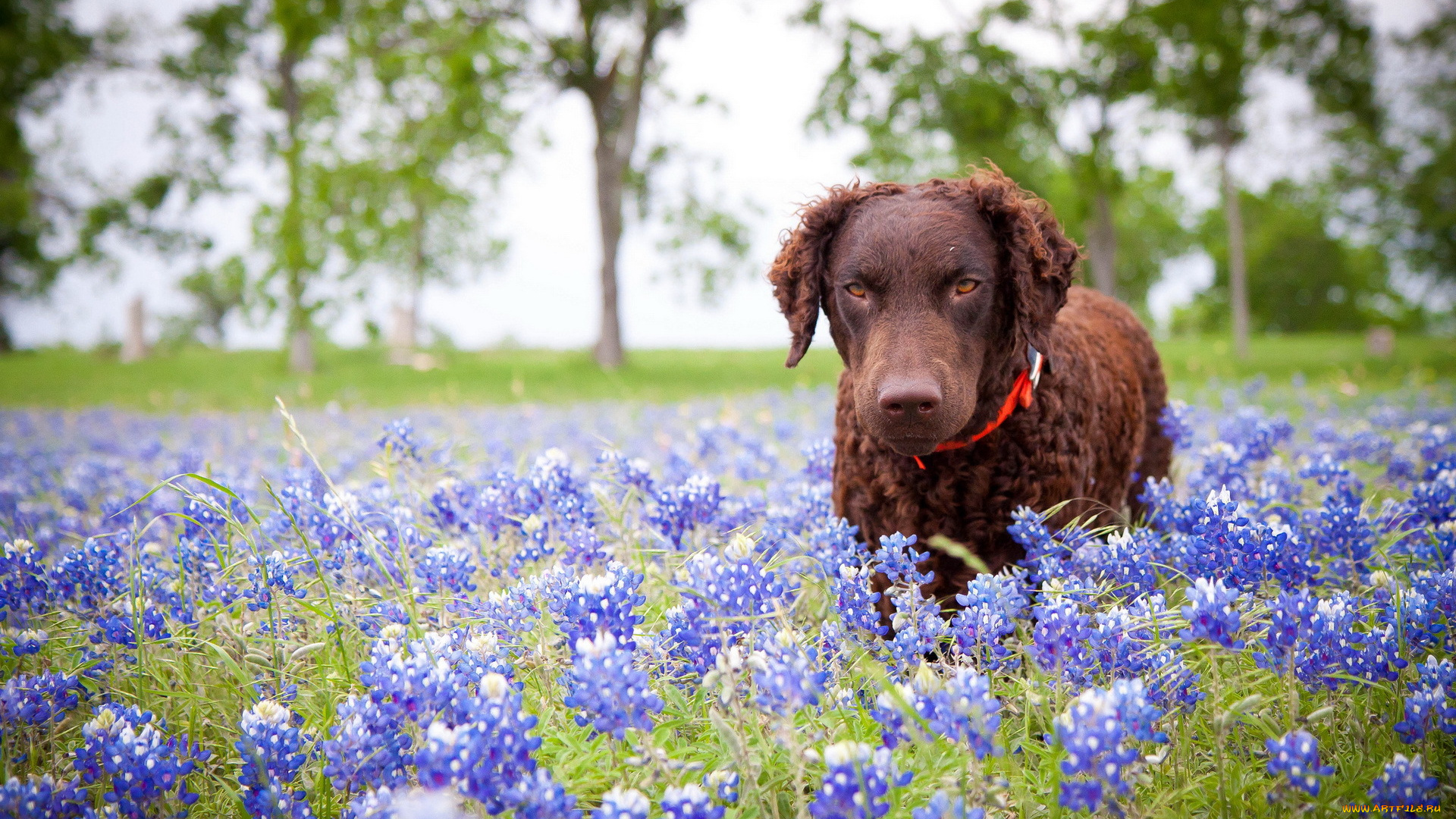 животные, собаки, собака, цветы, природа