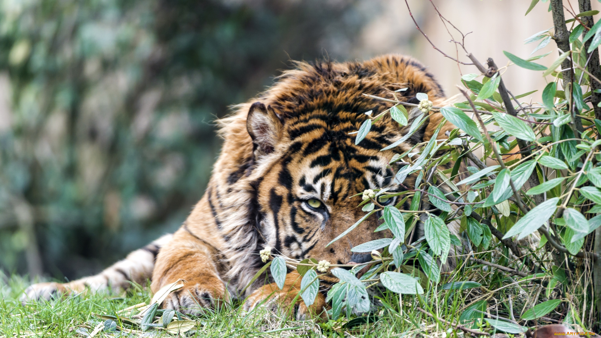 животные, тигры, кусты, морда, притаился