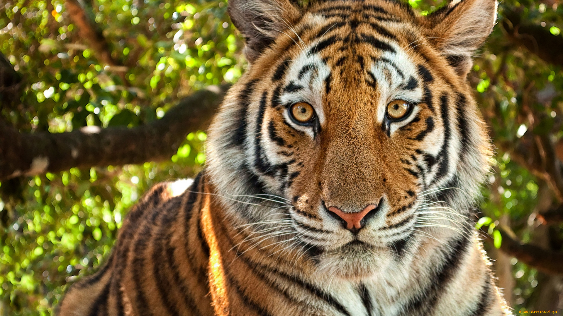 животные, тигры, портрет
