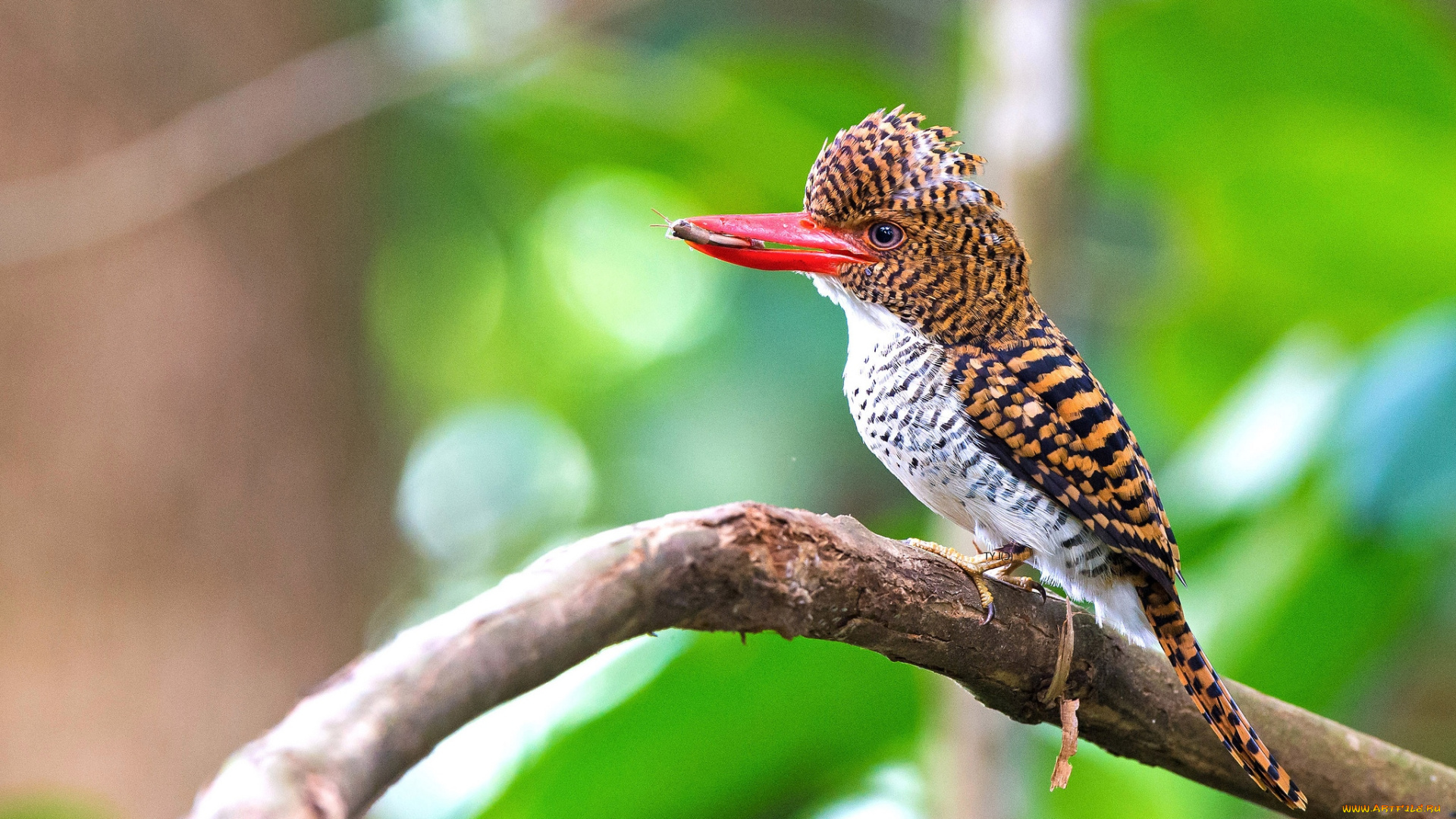 животные, зимородки, пестрый