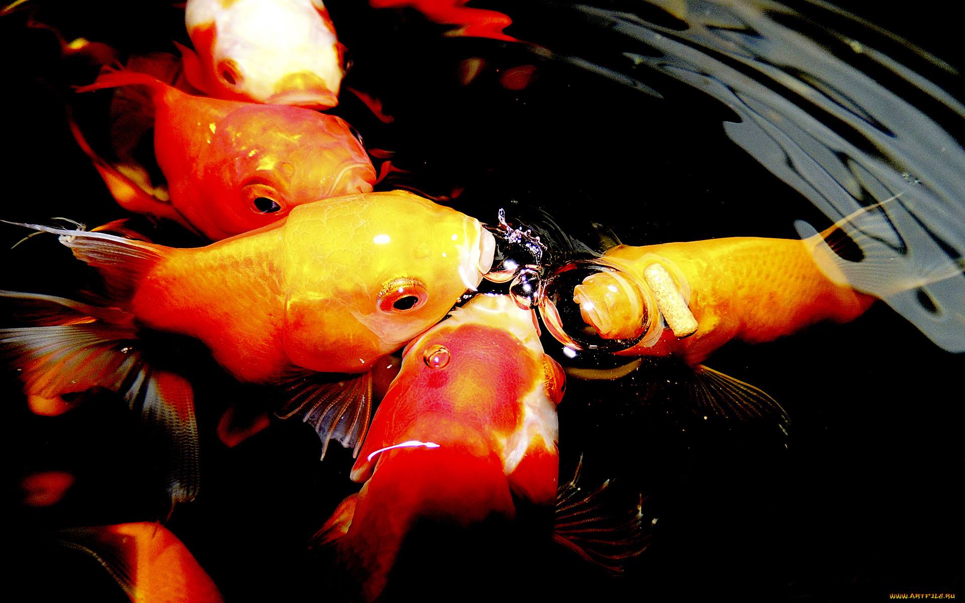 золотые, рыбки, животные, рыбы, блики