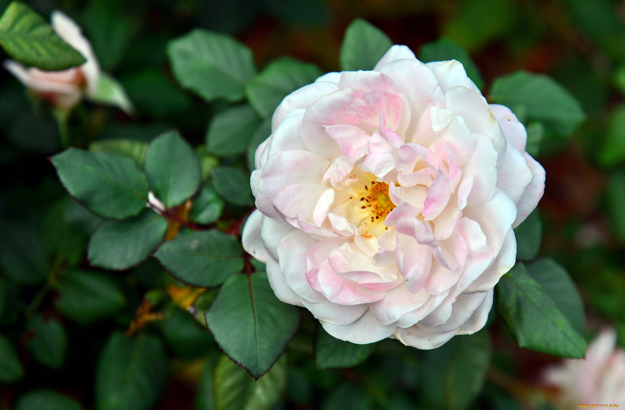 цветы, розы, розовый