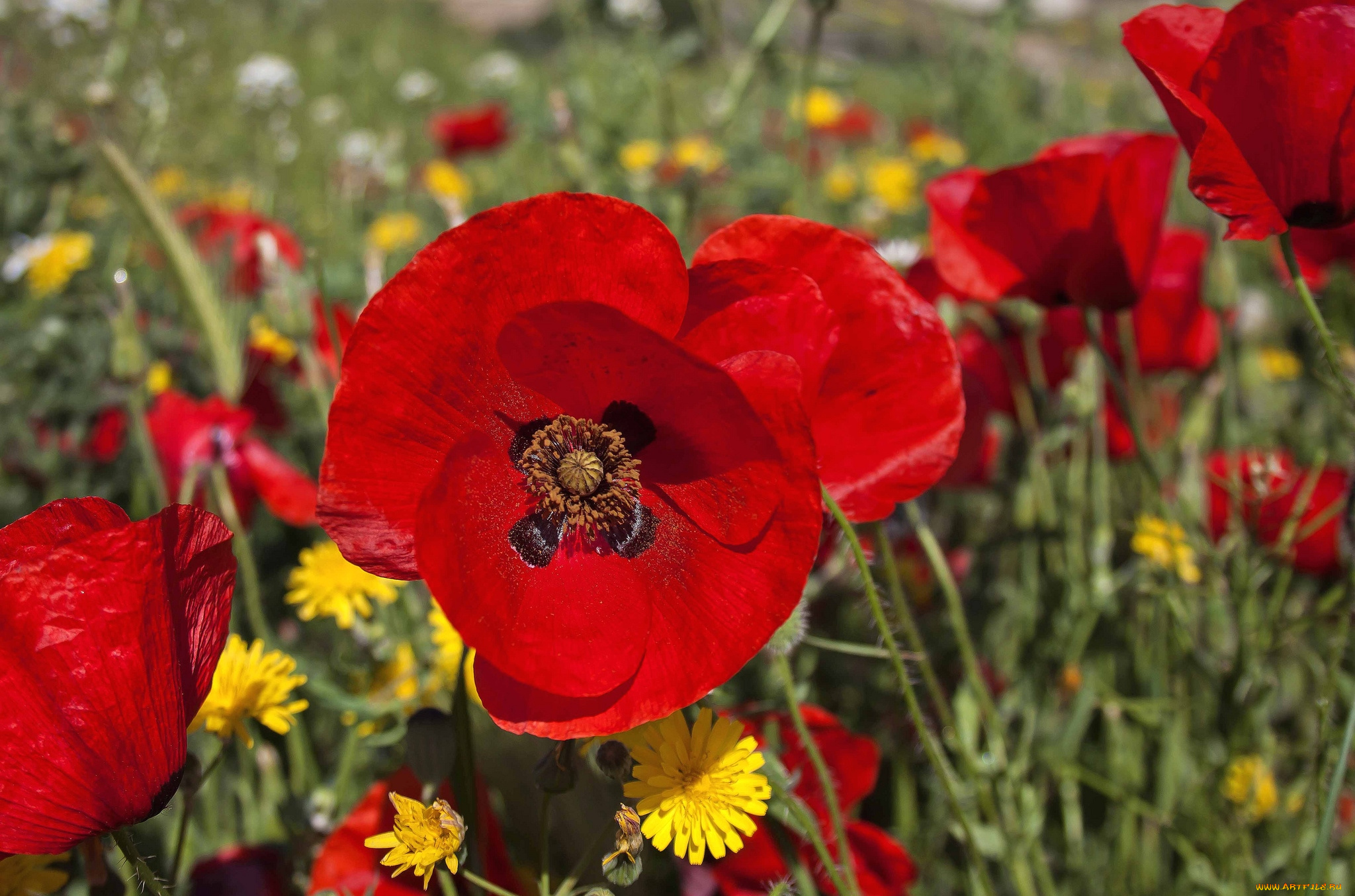 цветы, луговые, полевые, луг, маки
