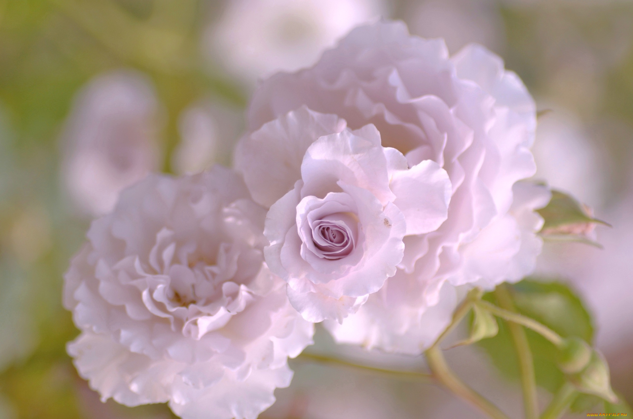 цветы, розы, розовый