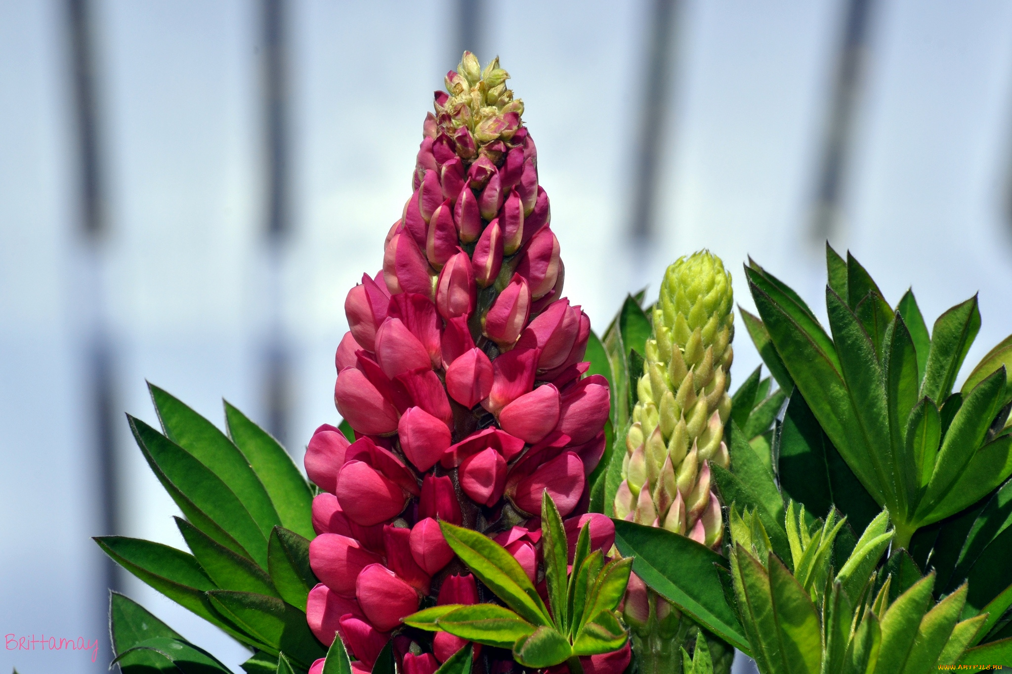 цветы, люпин, розовый