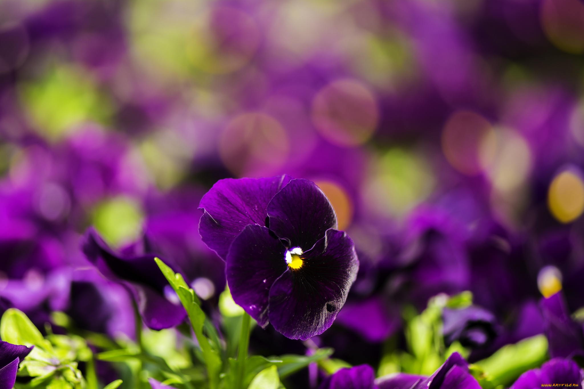 цветы, анютины, глазки, садовые, фиалки, бархатный