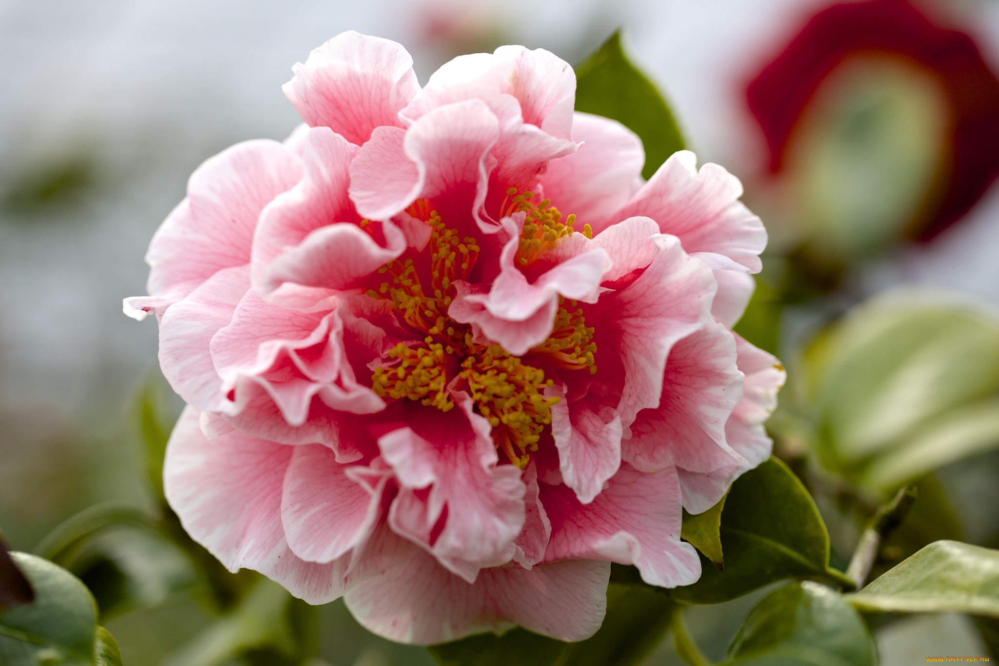 цветы, камелии, розовый