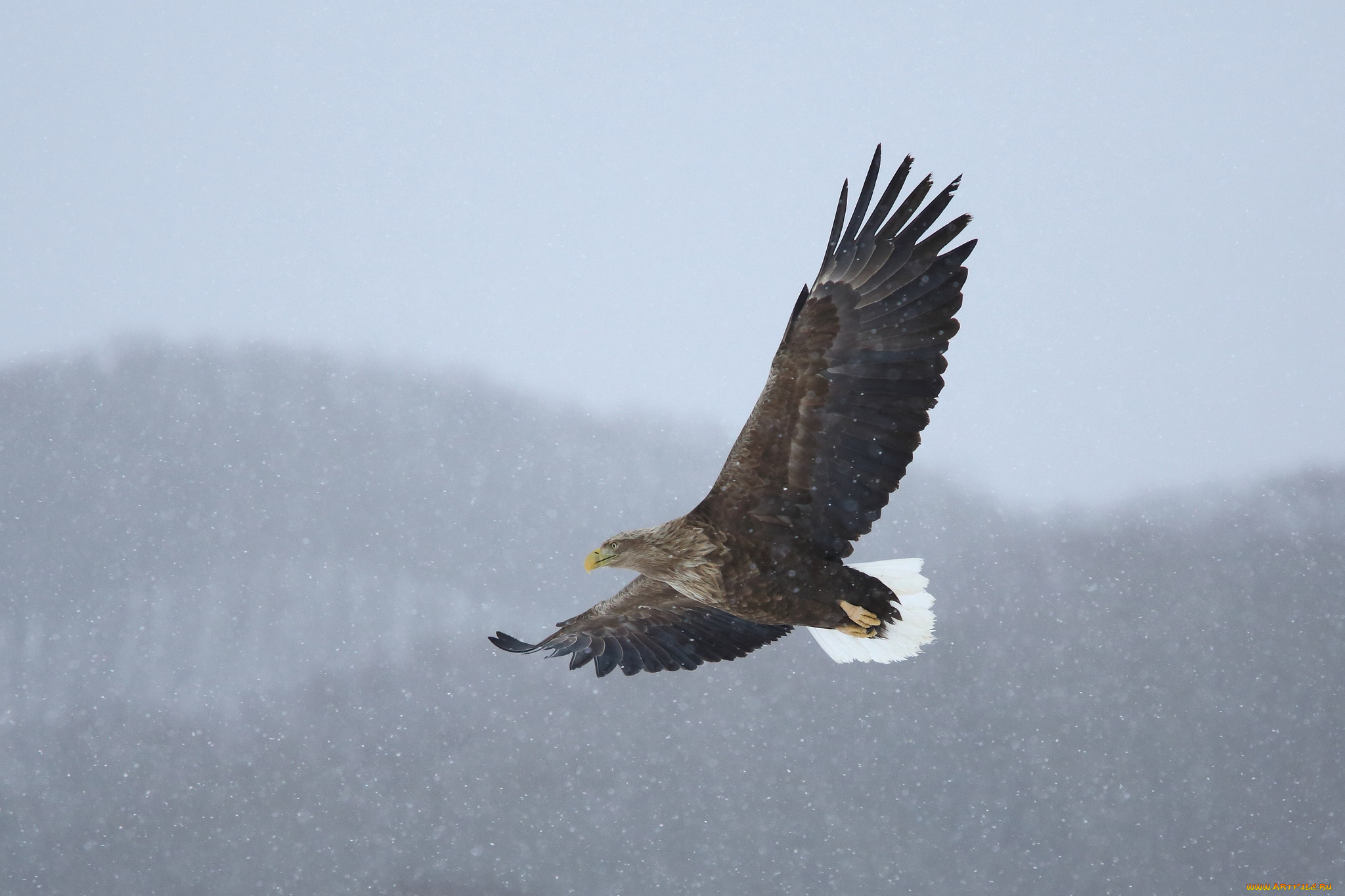 животные, птицы, хищники, полет