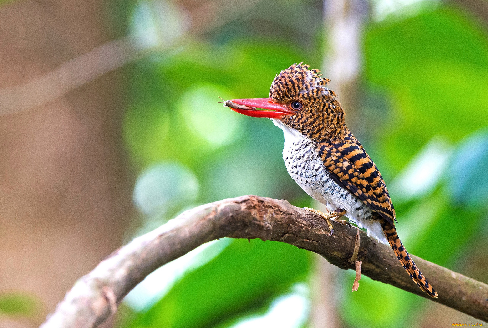 животные, зимородки, пестрый