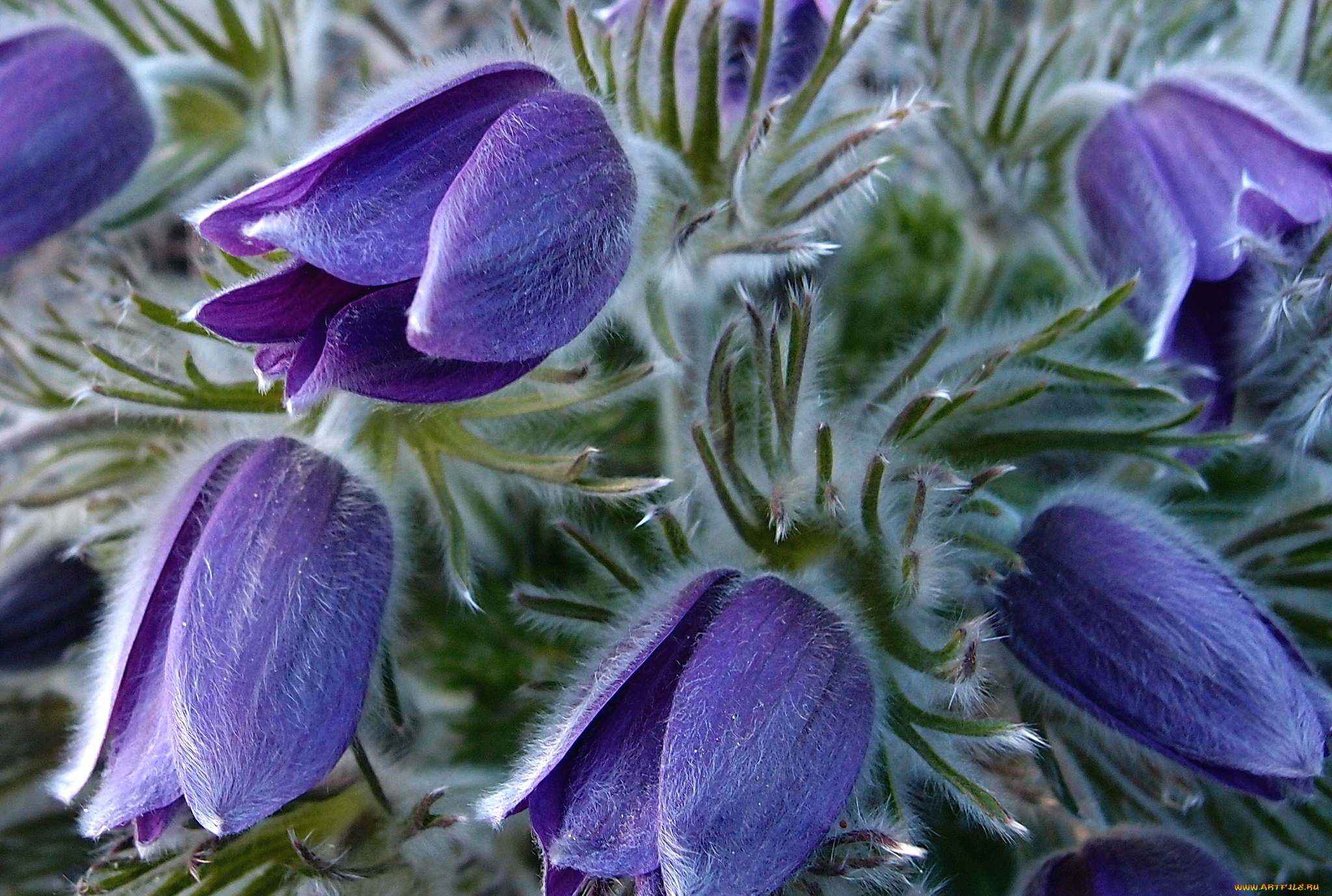 цветы, анемоны, адонисы, сон-трава