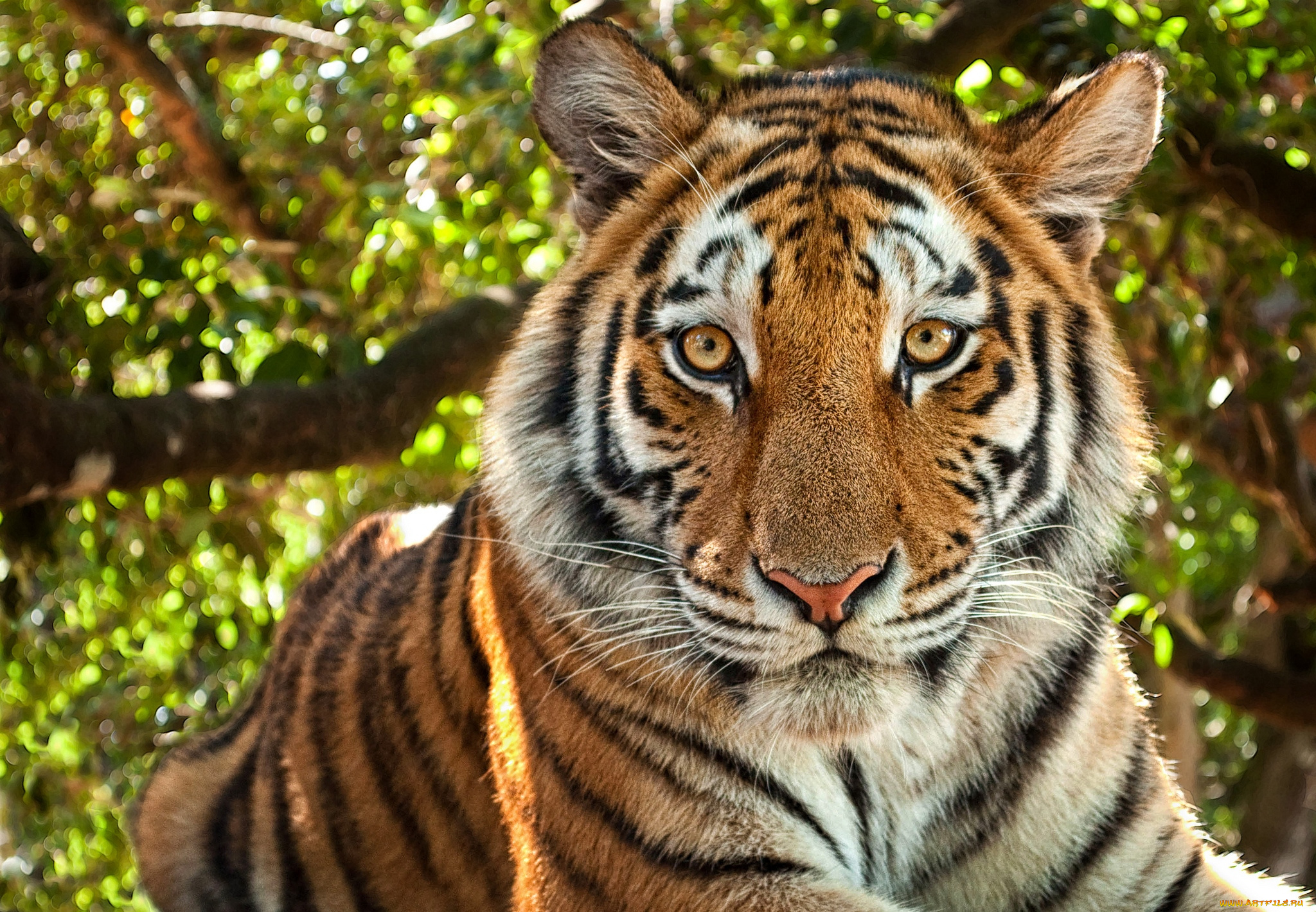 животные, тигры, портрет