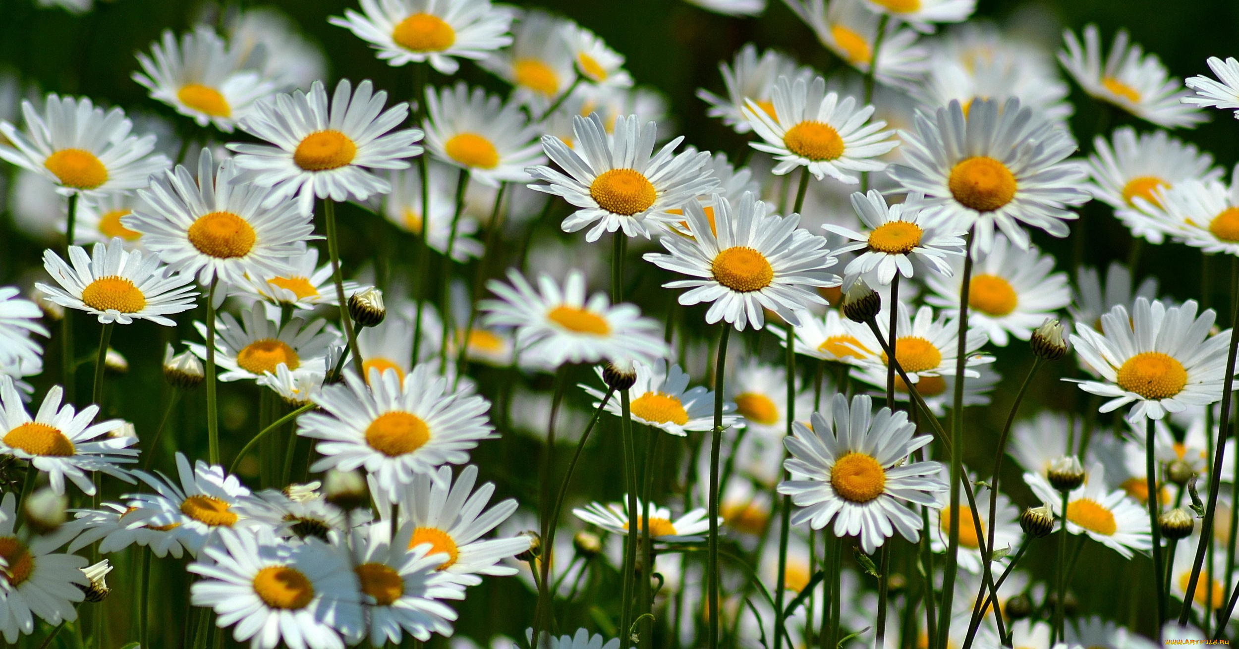 цветы, ромашки, много, лепестки